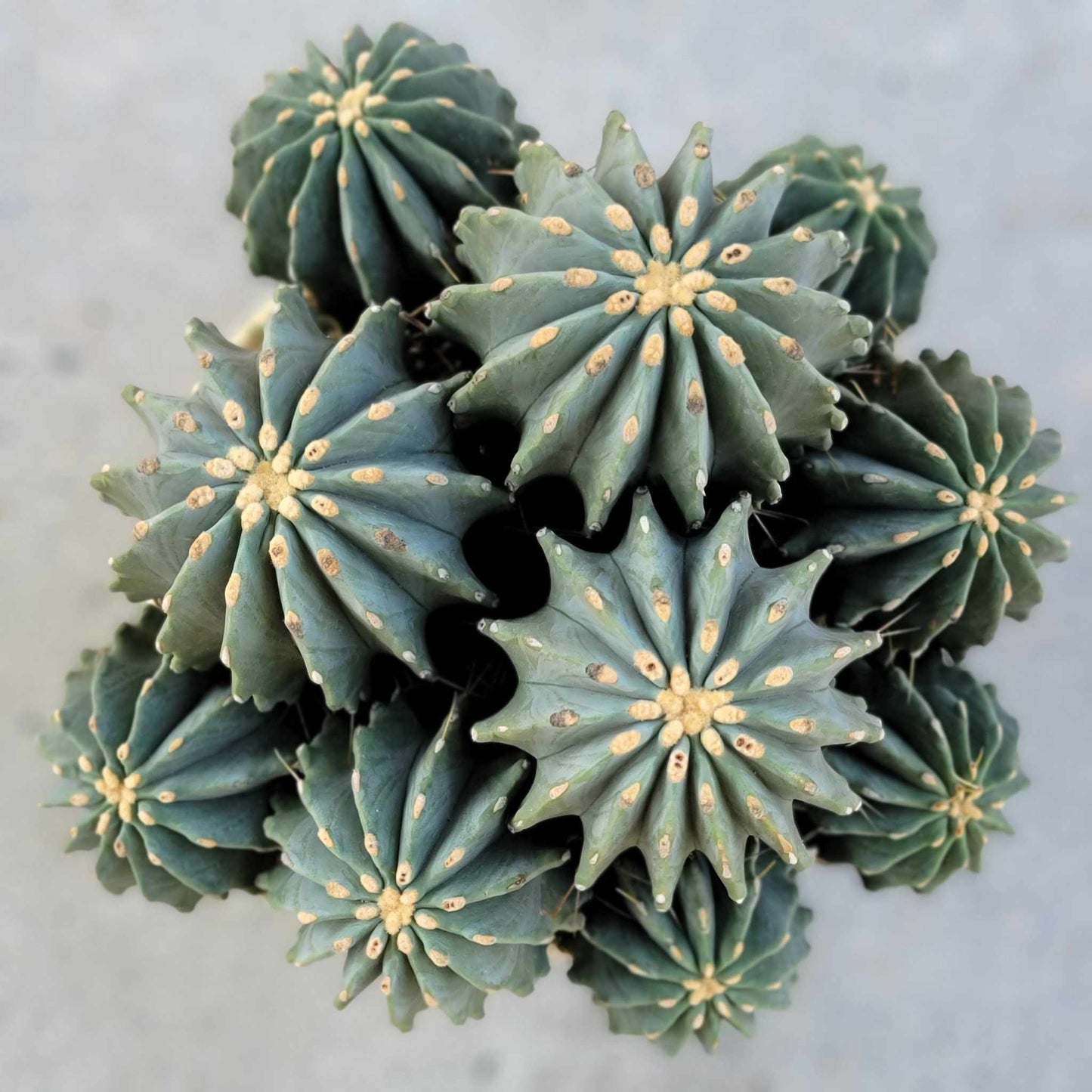 Ferocactus Glaucescens Inermis - Blue Barrel Cactus - Huge Cluster - Old