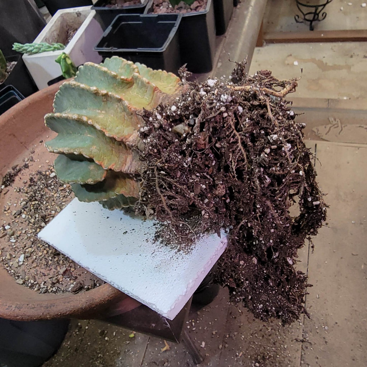 Ferocactus Glaucescens Inermis - Blue Barrel Cactus - Old - Big