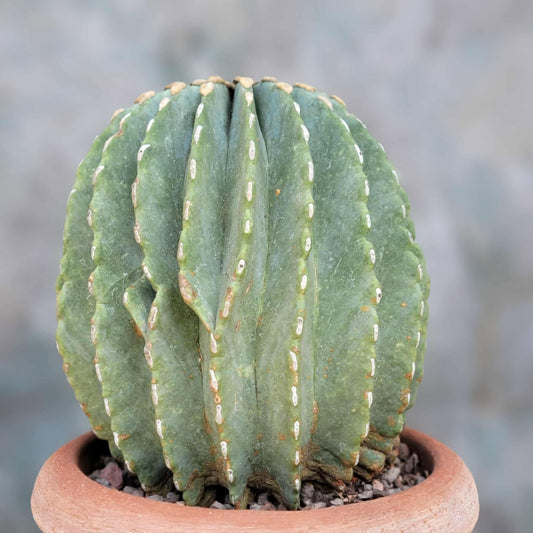 Ferocactus Glaucescens Inermis - Blue Barrel Cactus - Old - Big