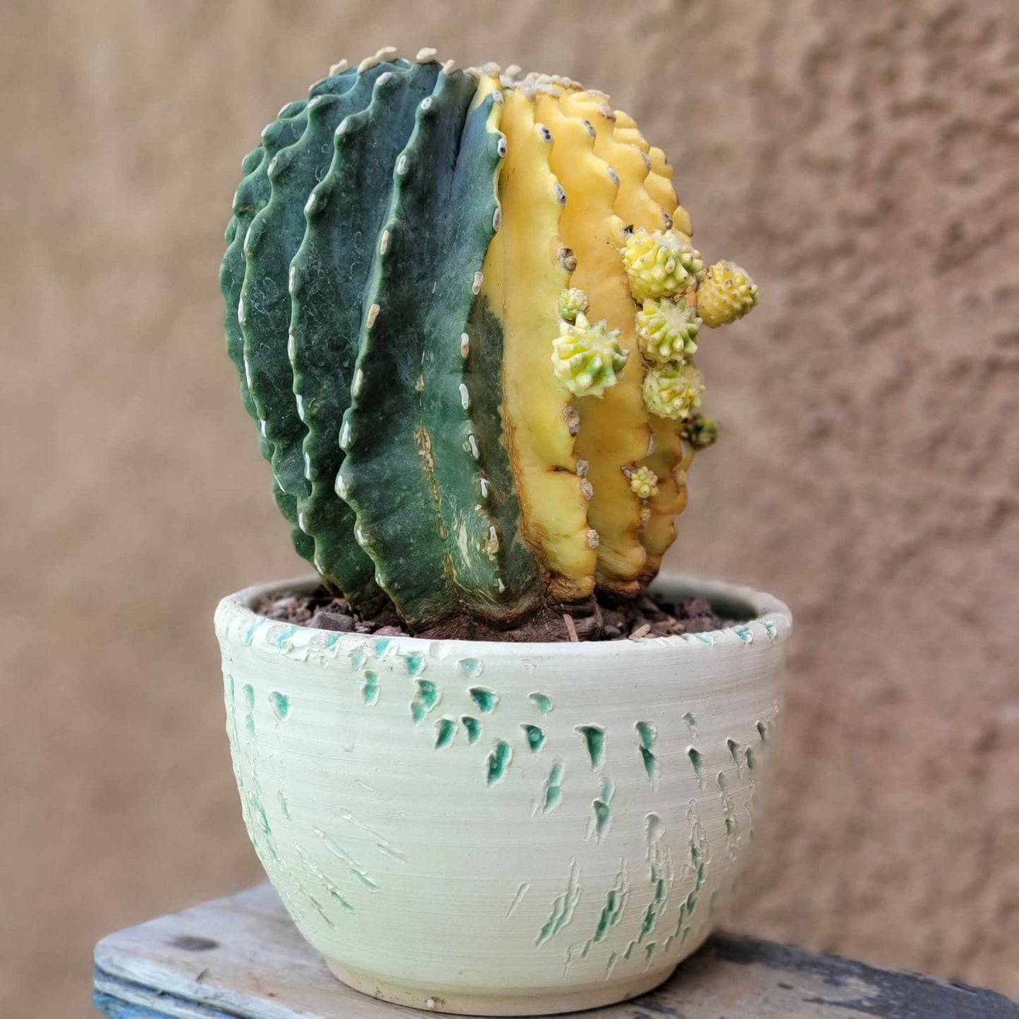 Ferocactus Glaucescens Inermis variegated - Old - Big