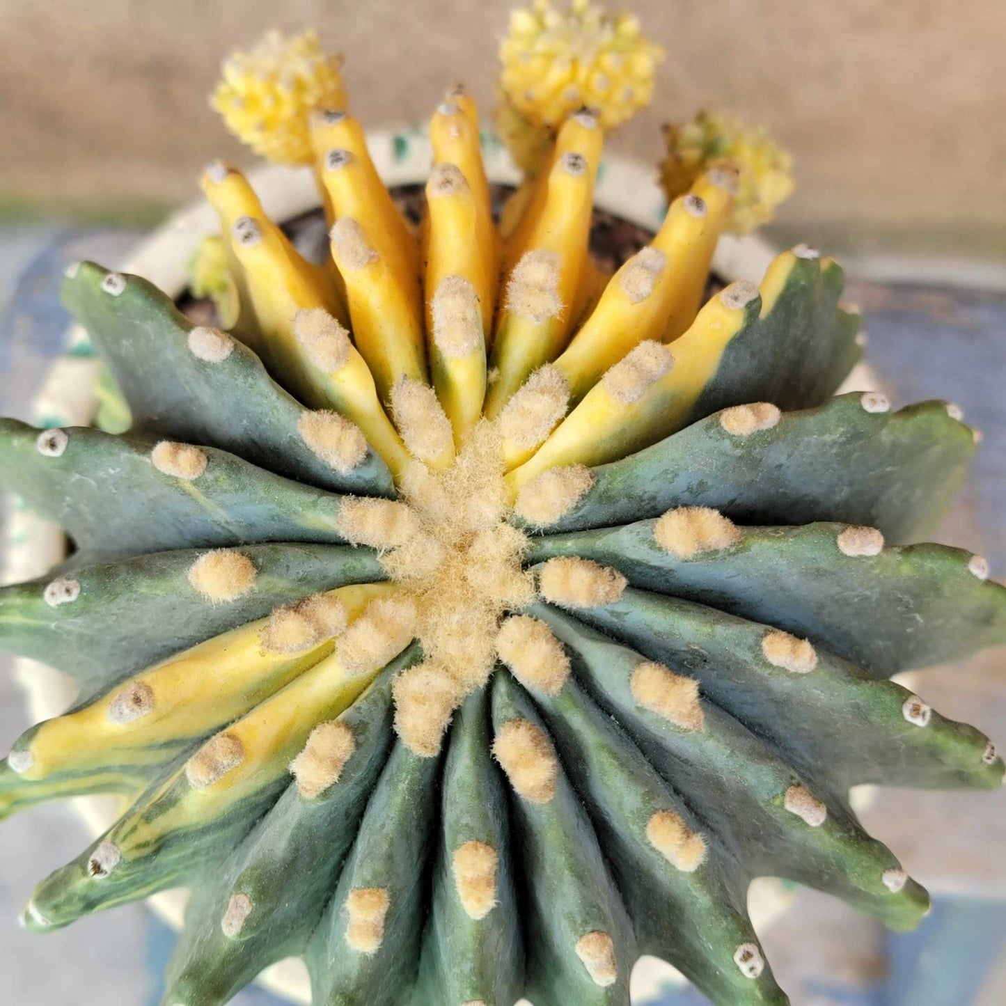 Ferocactus Glaucescens Inermis variegated - Old - Big