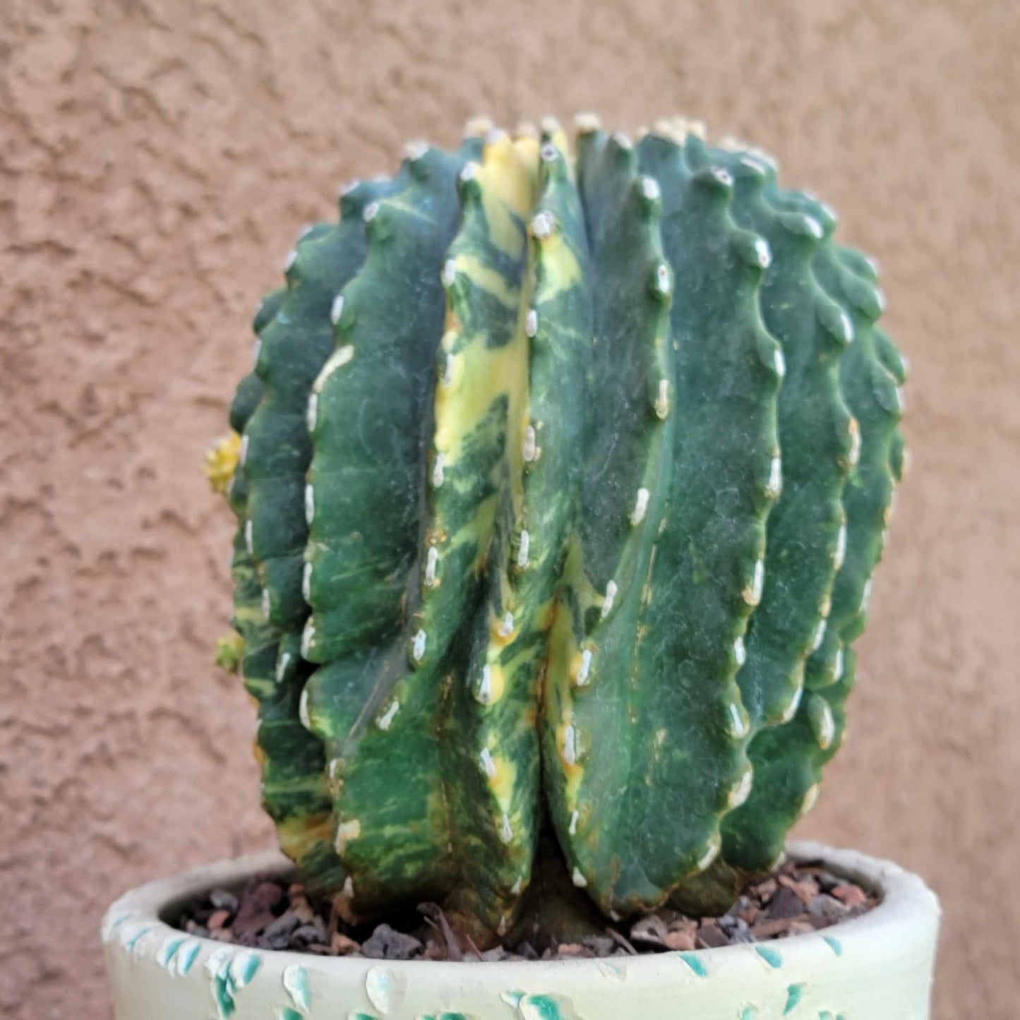 Ferocactus Glaucescens Inermis variegated - Old - Big
