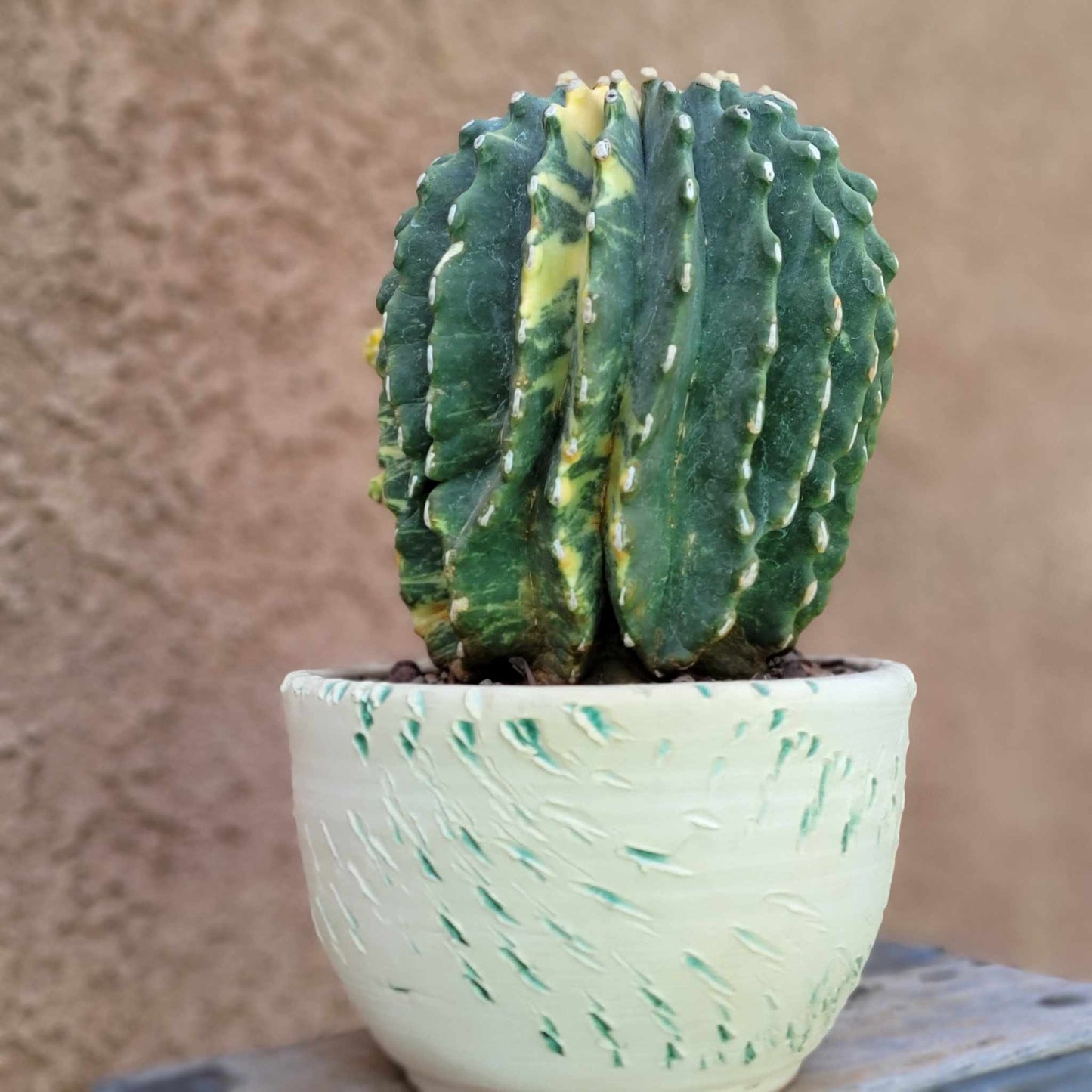 Ferocactus Glaucescens Inermis variegated - Old - Big