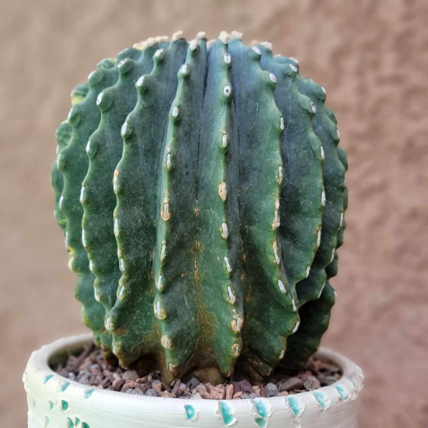 Ferocactus Glaucescens Inermis variegated - Old - Big