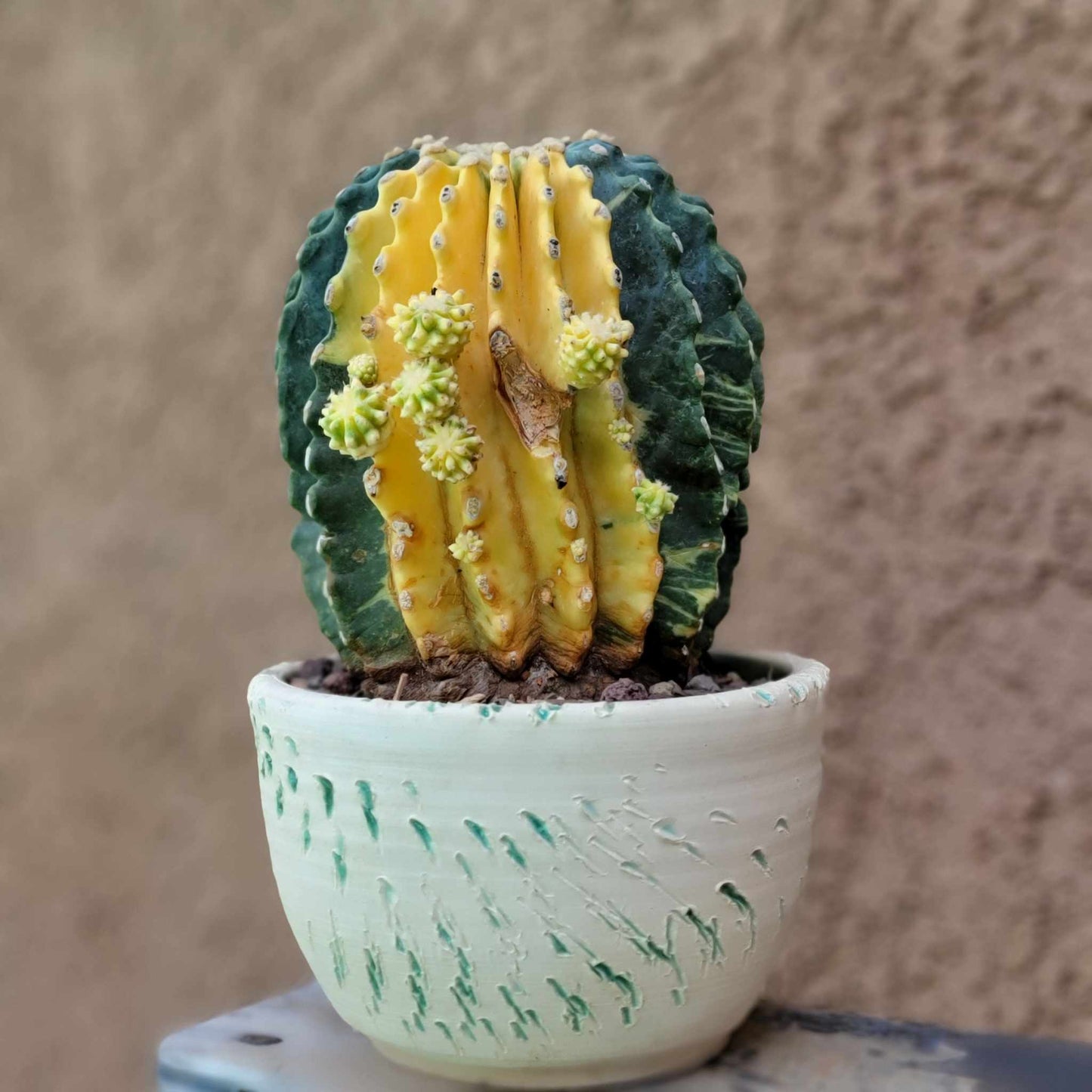 Ferocactus Glaucescens Inermis variegated - Old - Big