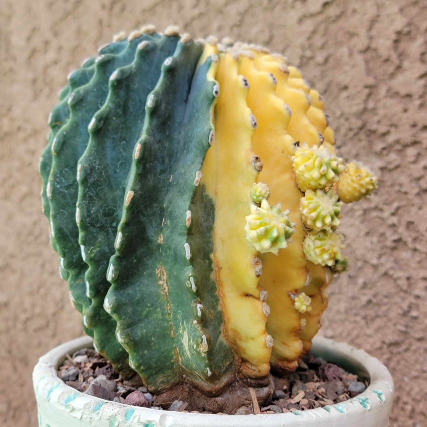 Ferocactus Glaucescens Inermis variegated - Old - Big