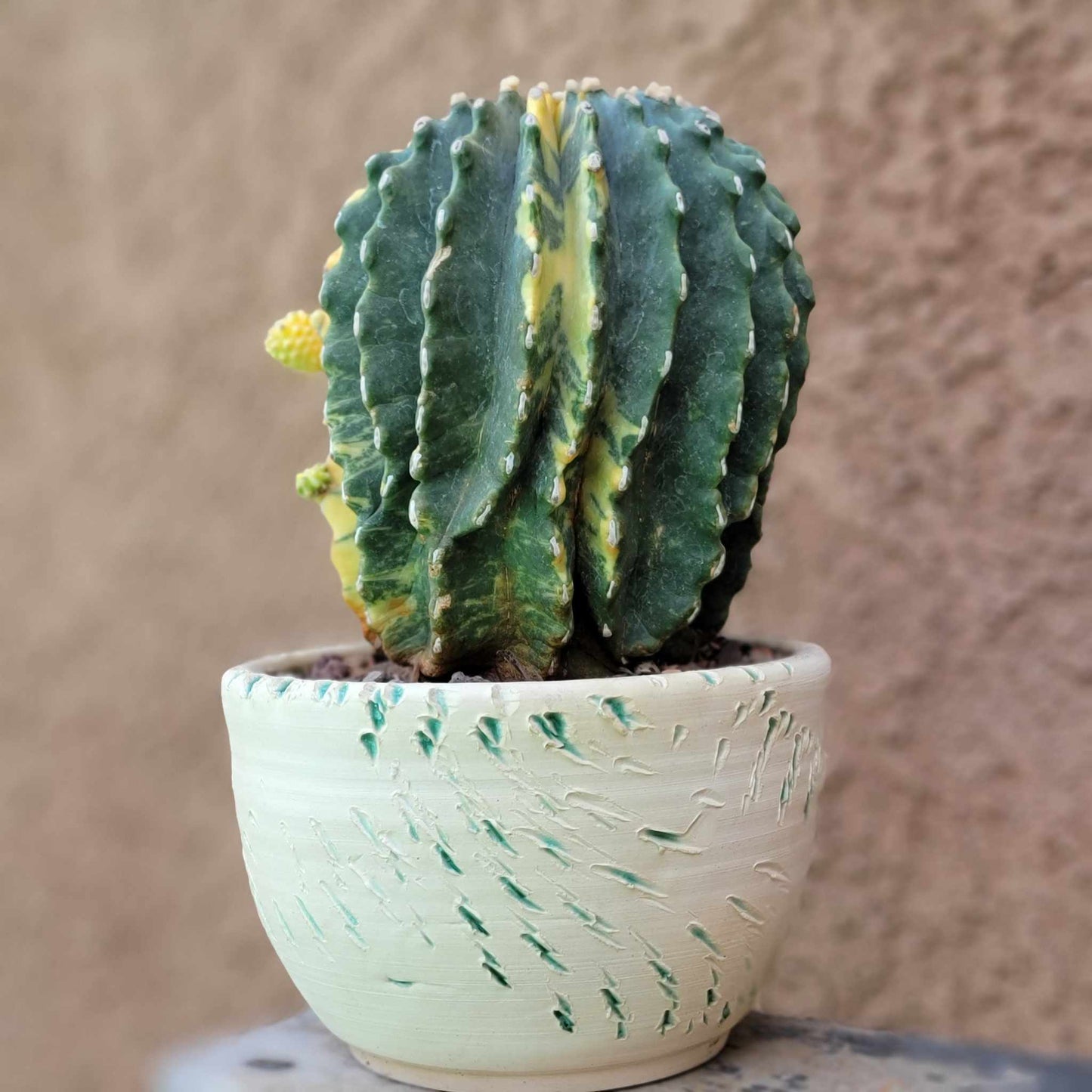 Ferocactus Glaucescens Inermis variegated - Old - Big