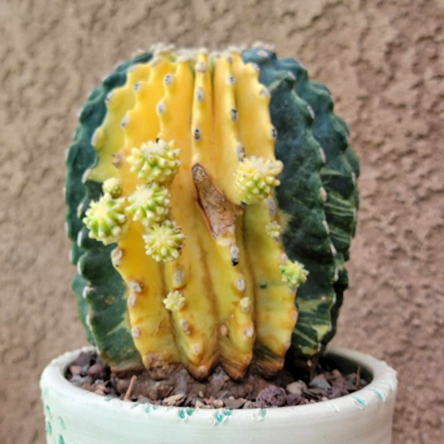 Ferocactus Glaucescens Inermis variegated - Old - Big