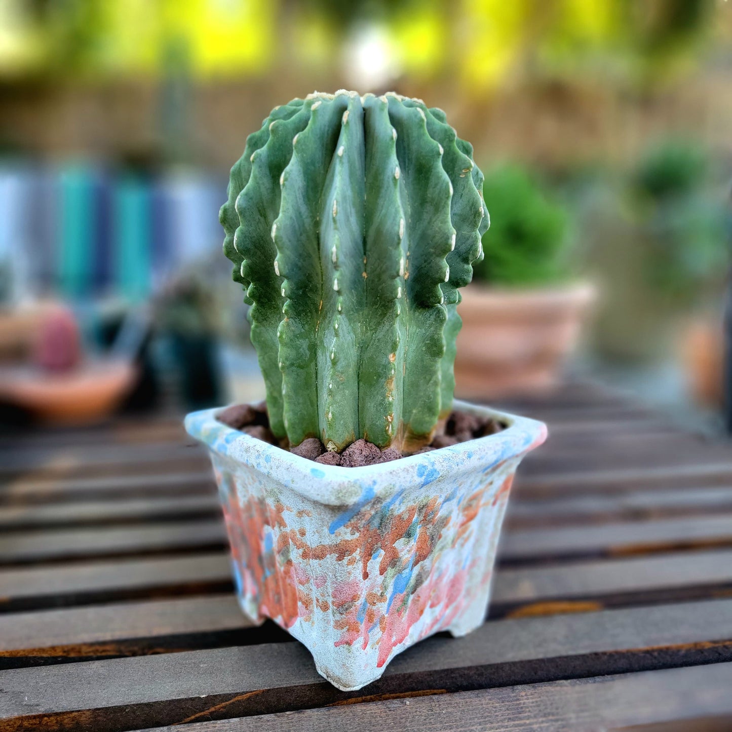 Terra Cotta Planter - Watercolor Series - Rose