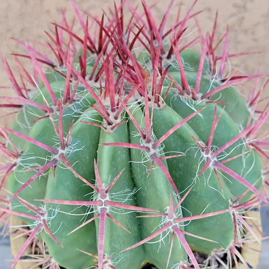 Ferocactus Pringlei - BIG!