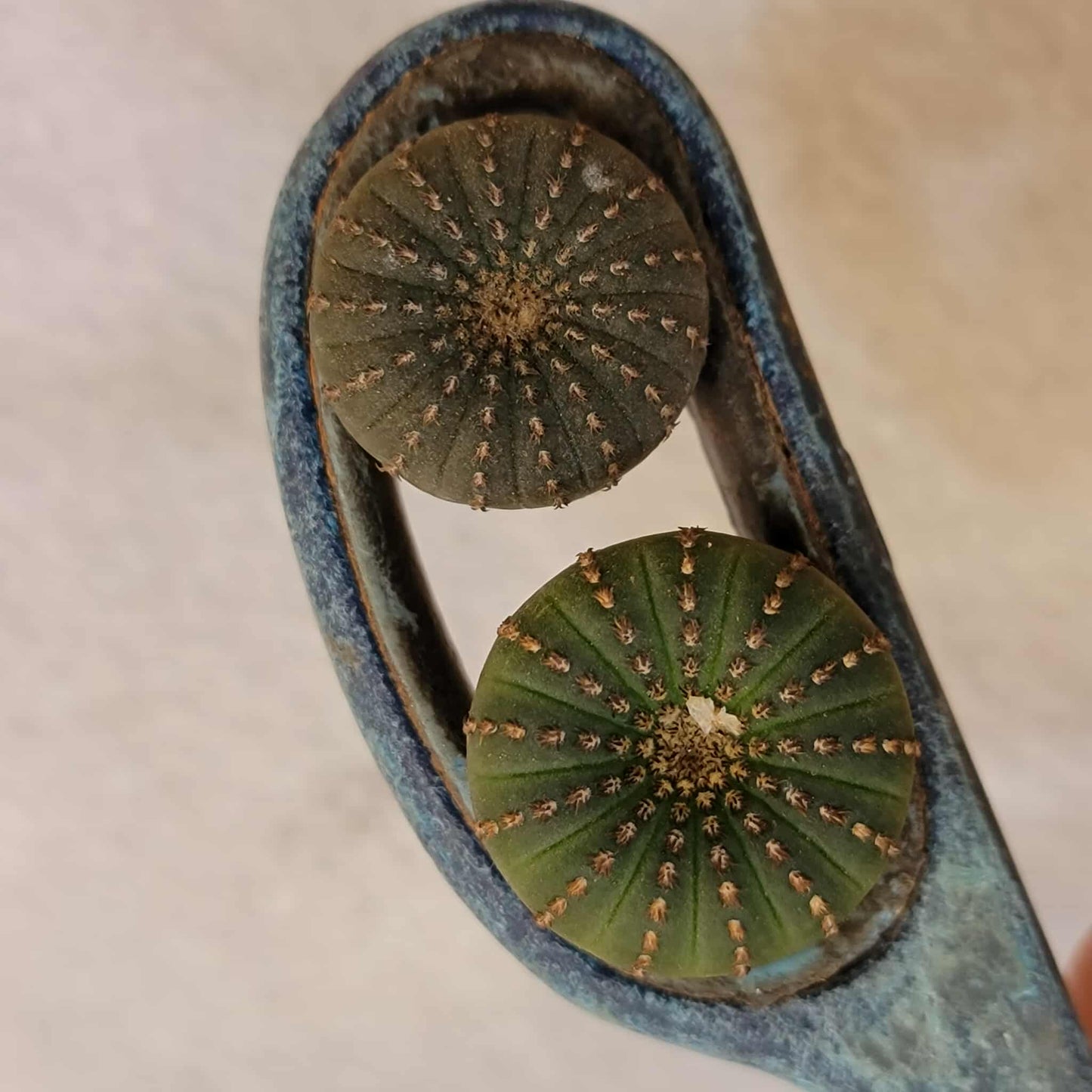 Frailea asterioides