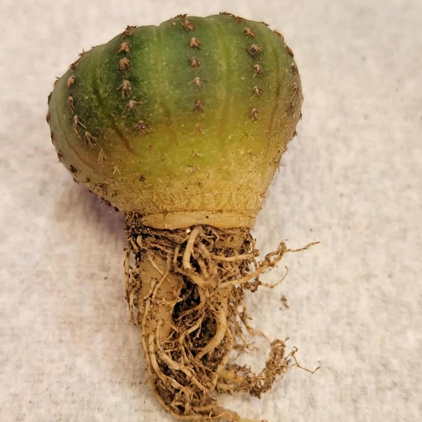 Frailea asterioides
