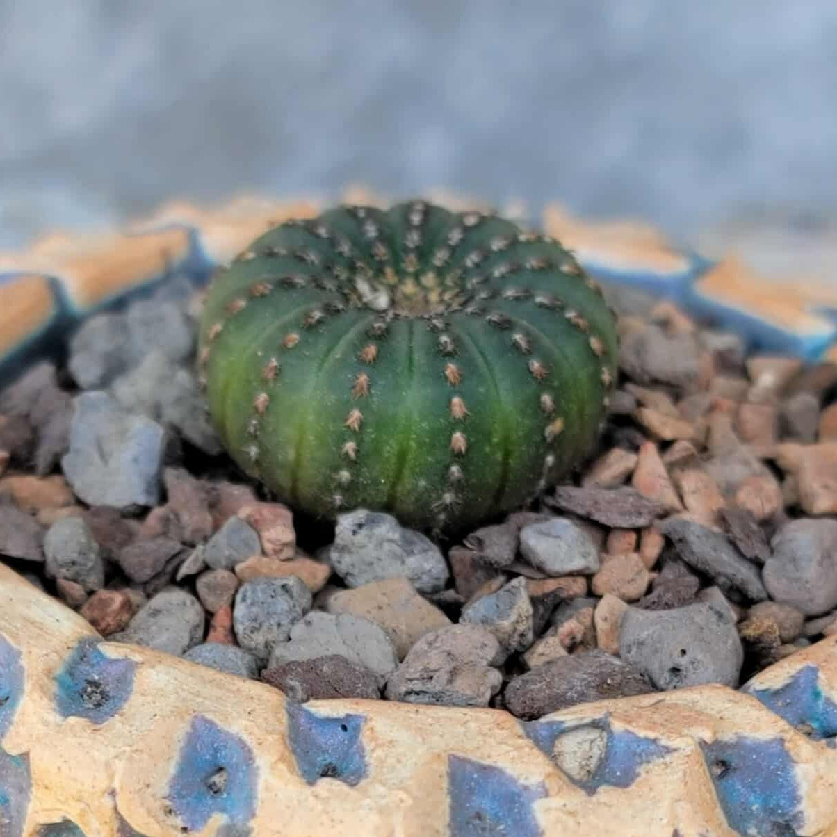 Frailea asterioides