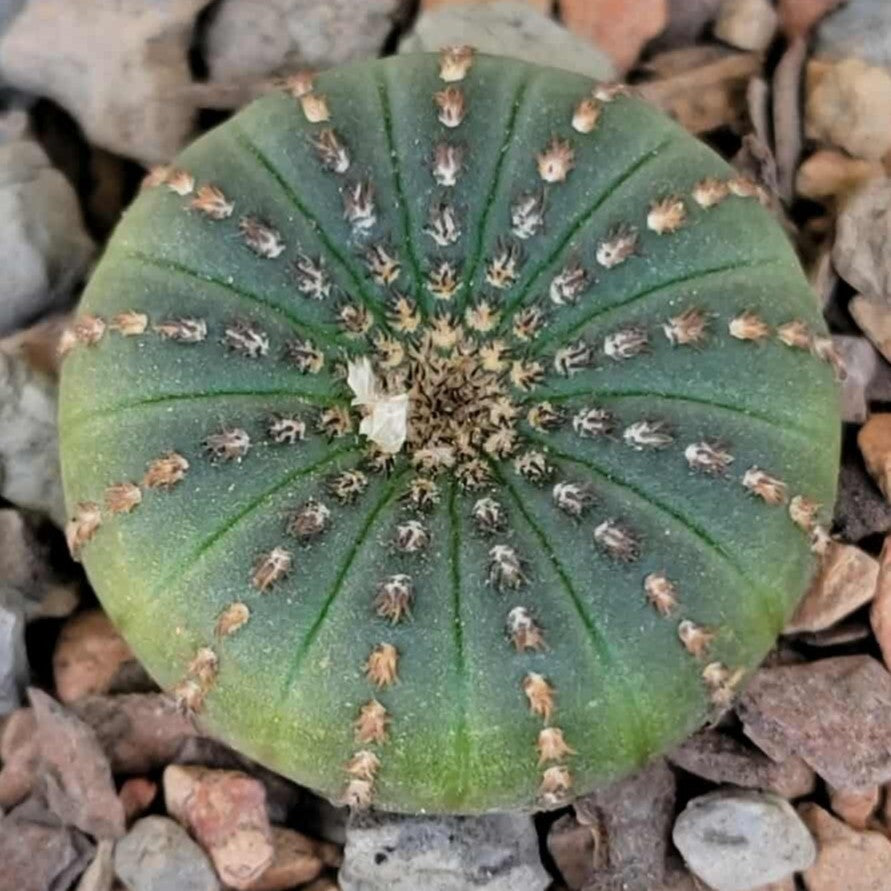 Frailea asterioides