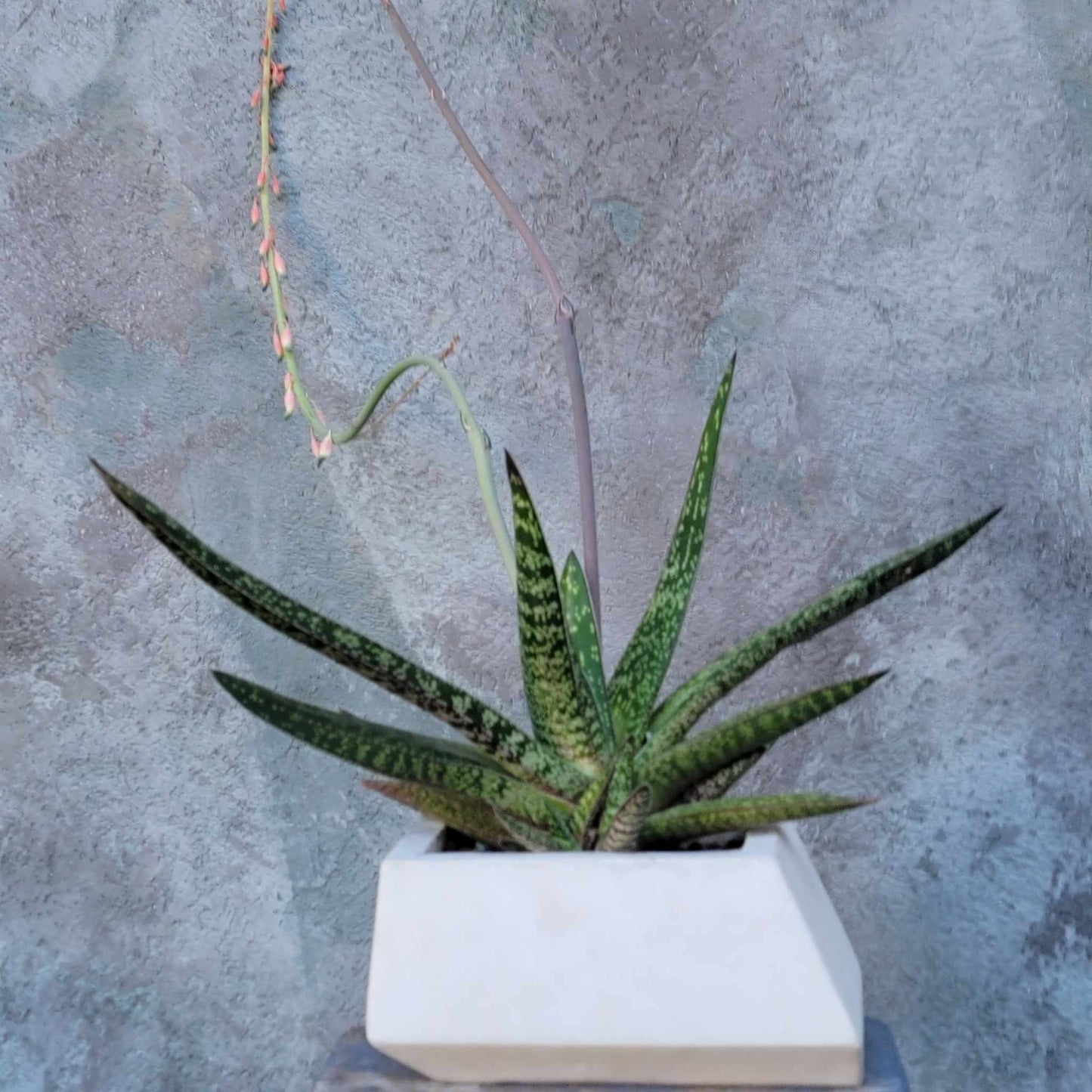 Geometric Cement Planter - Large