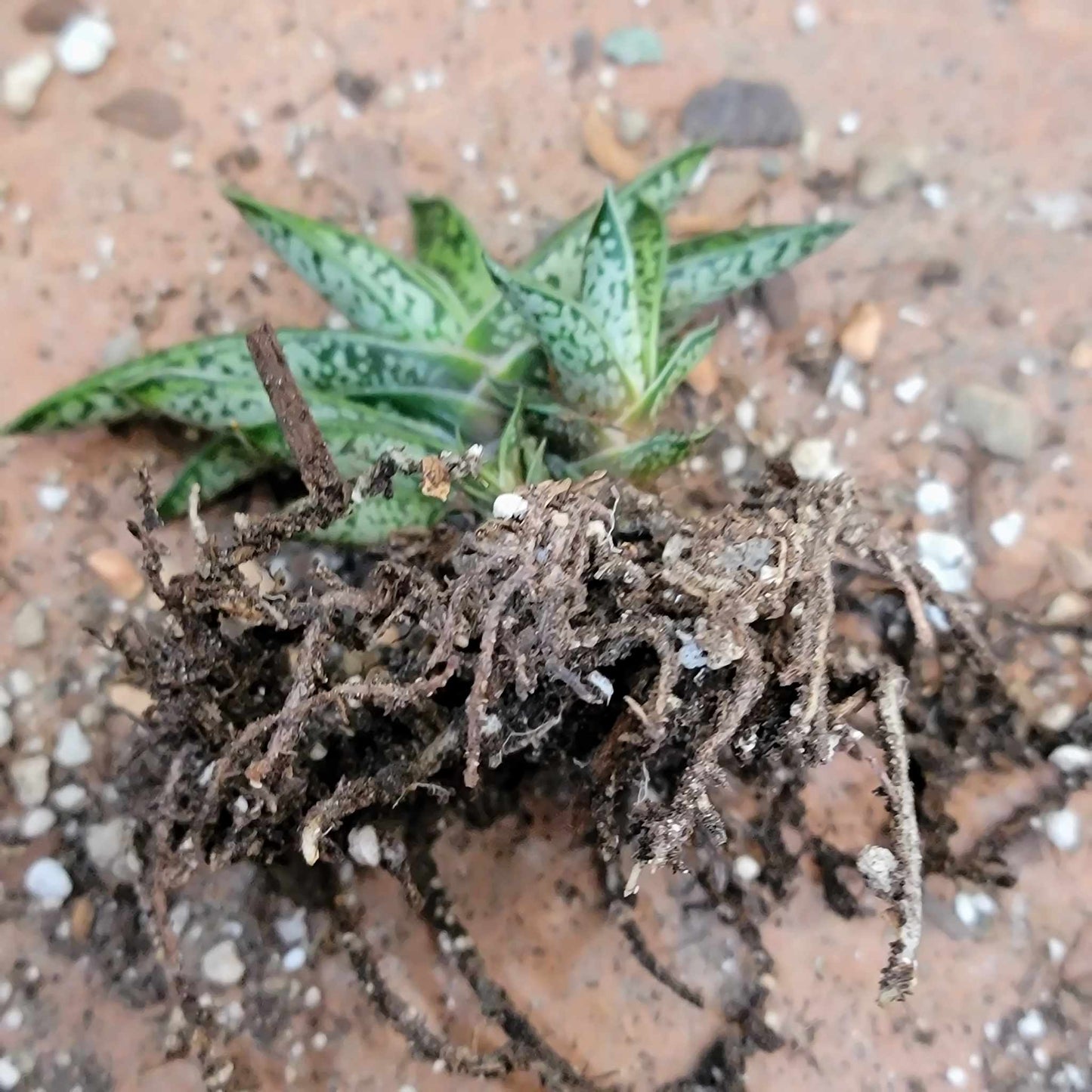 Gasteria bicolor var. Liliputana - Dwarf Gasteria