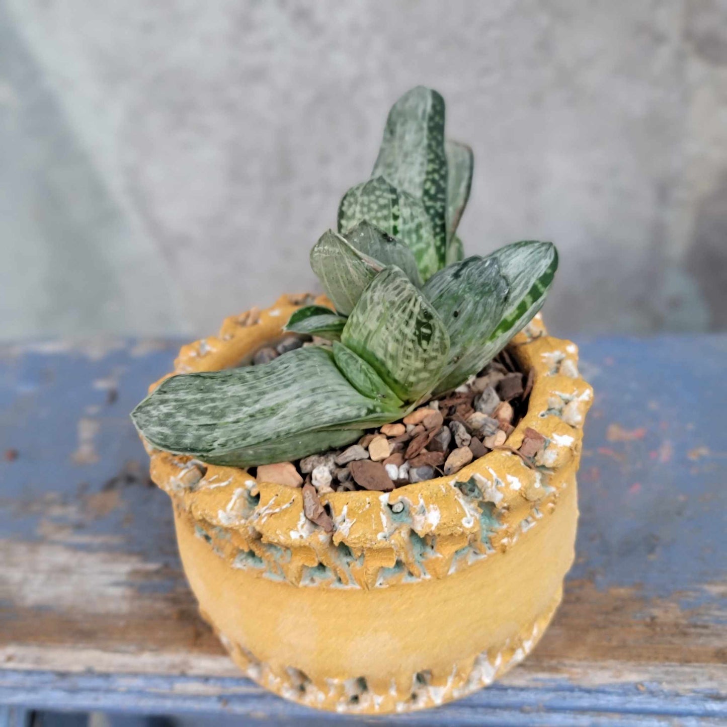 Gasteria cv. Sakura Fuji