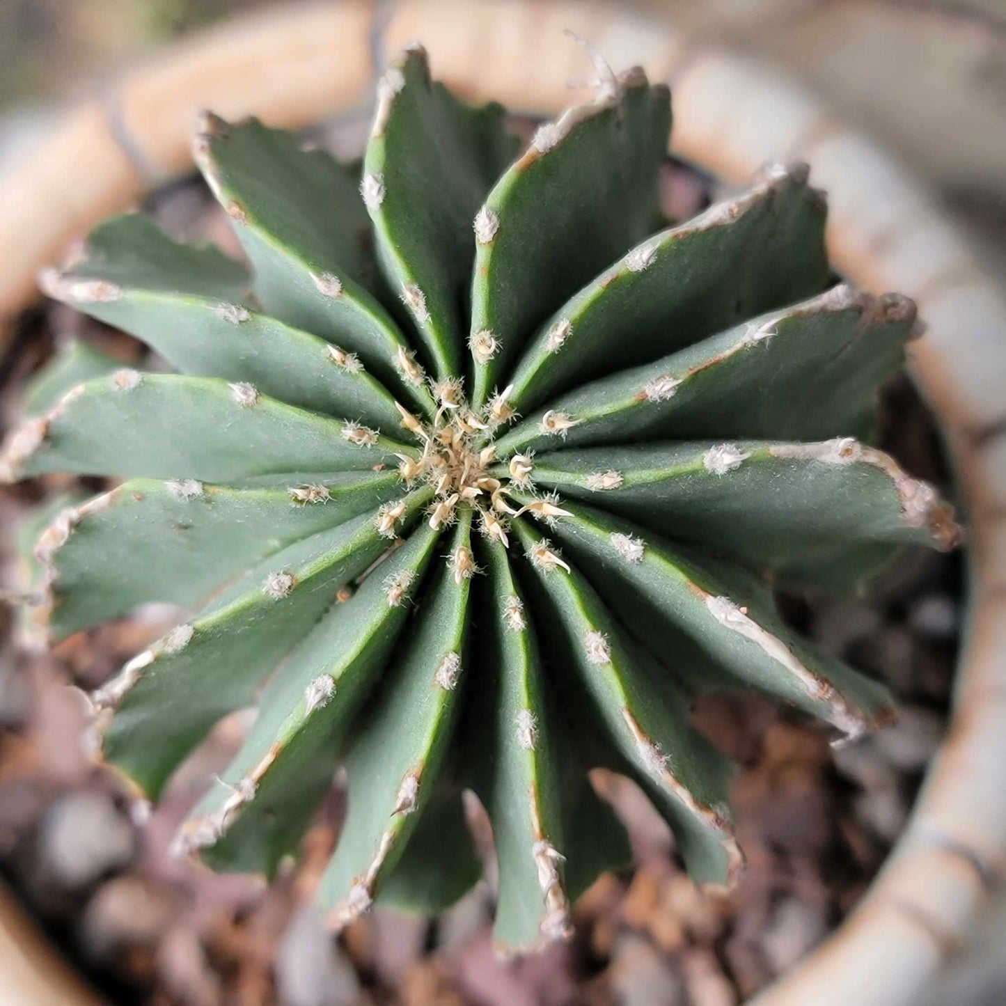 Geohintonia mexicana - Seed Grown - Old