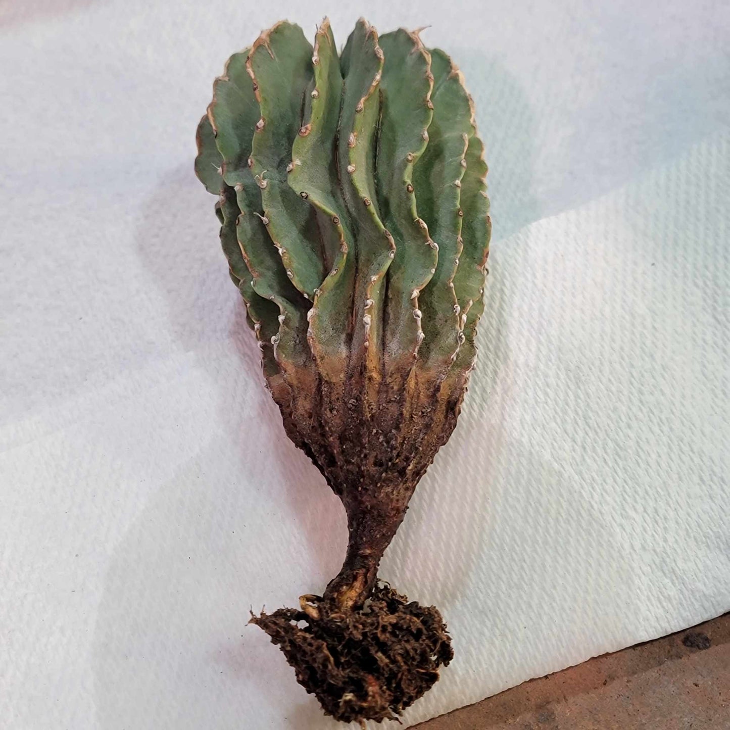 Geohintonia mexicana - Seed Grown - Old