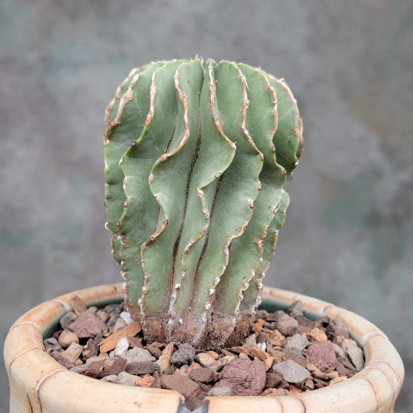 Geohintonia mexicana - Seed Grown - Old