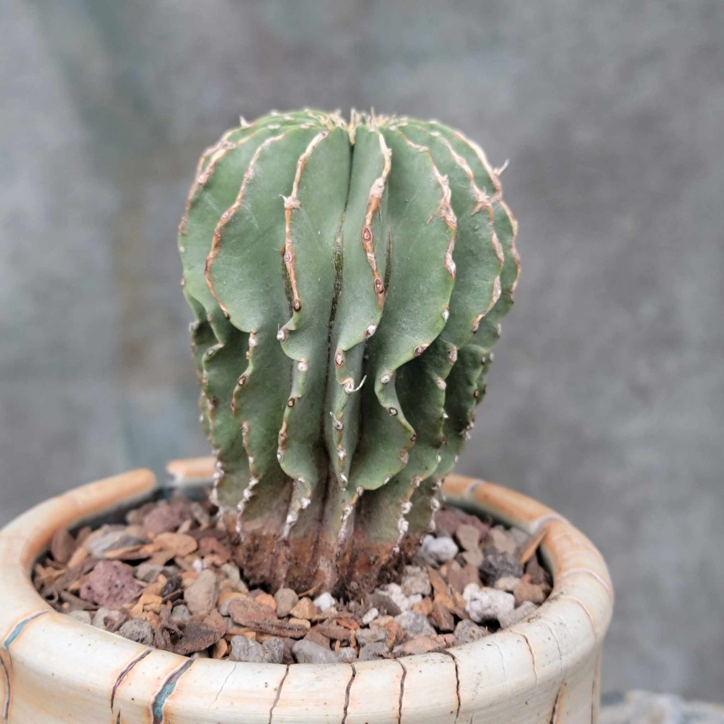 Geohintonia mexicana - Seed Grown - Old