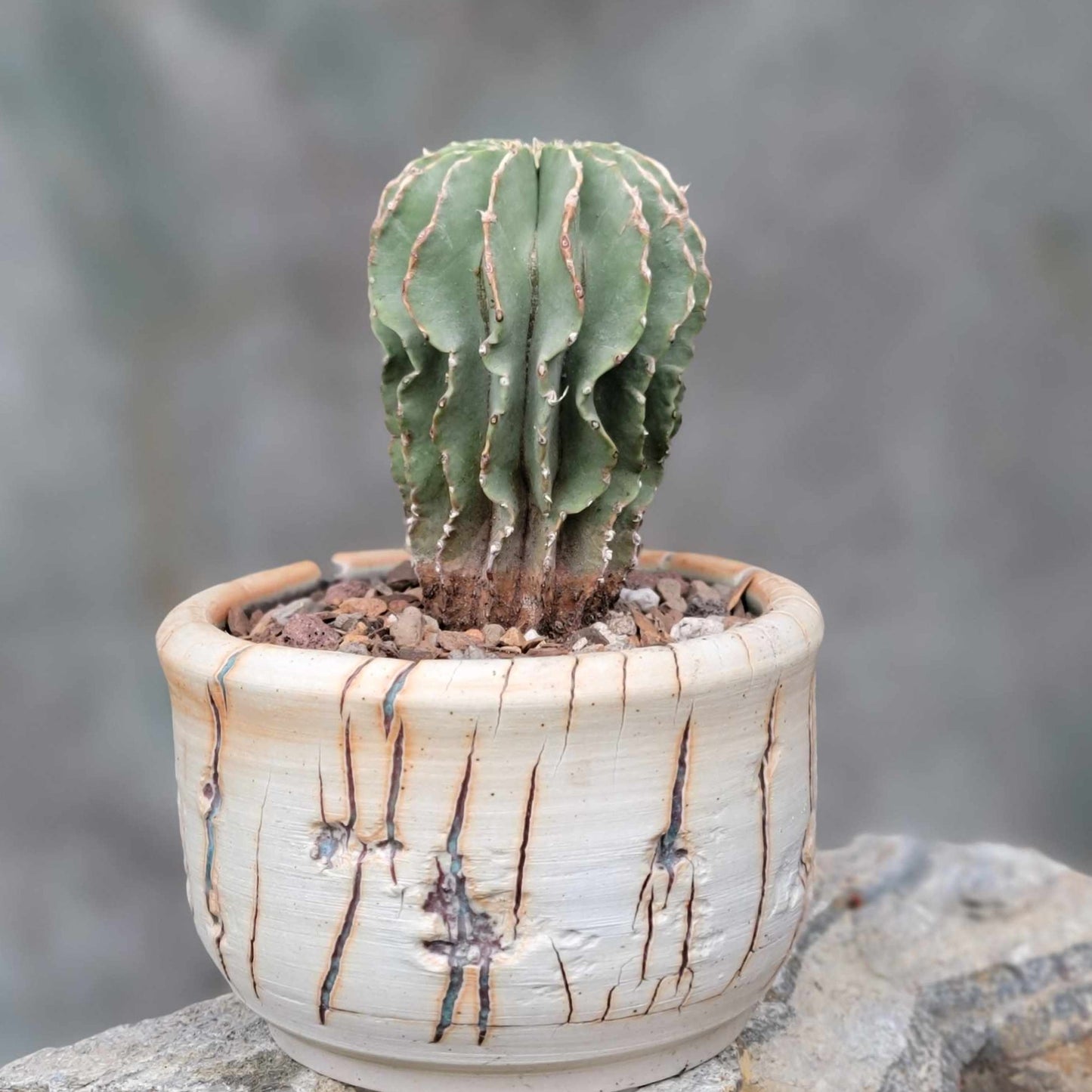 Geohintonia mexicana - Seed Grown - Old