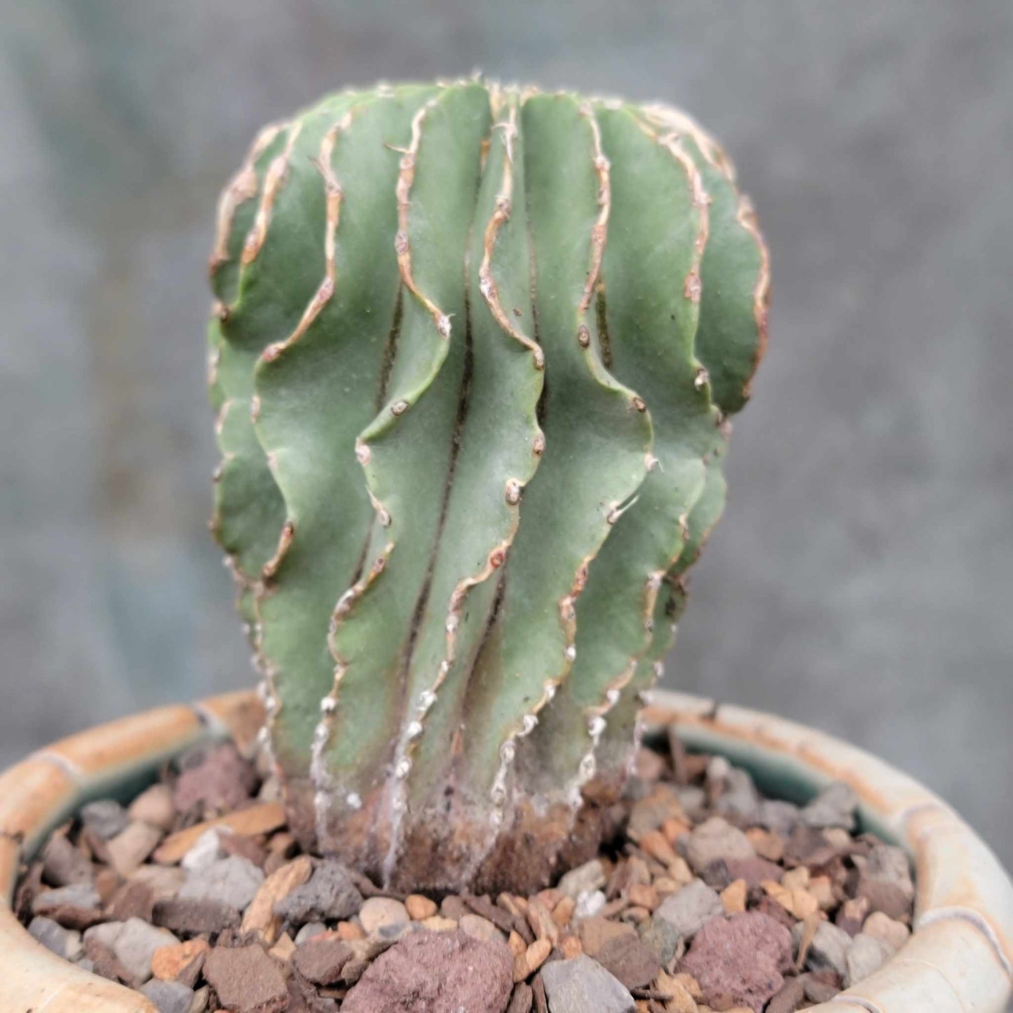 Geohintonia mexicana - Seed Grown - Old
