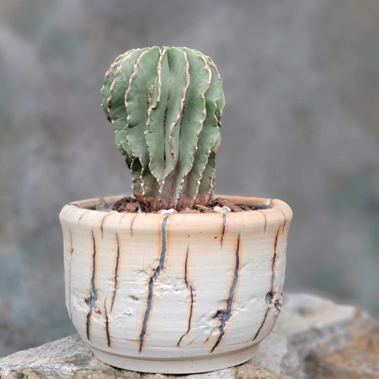 Geohintonia mexicana - Seed Grown - Old