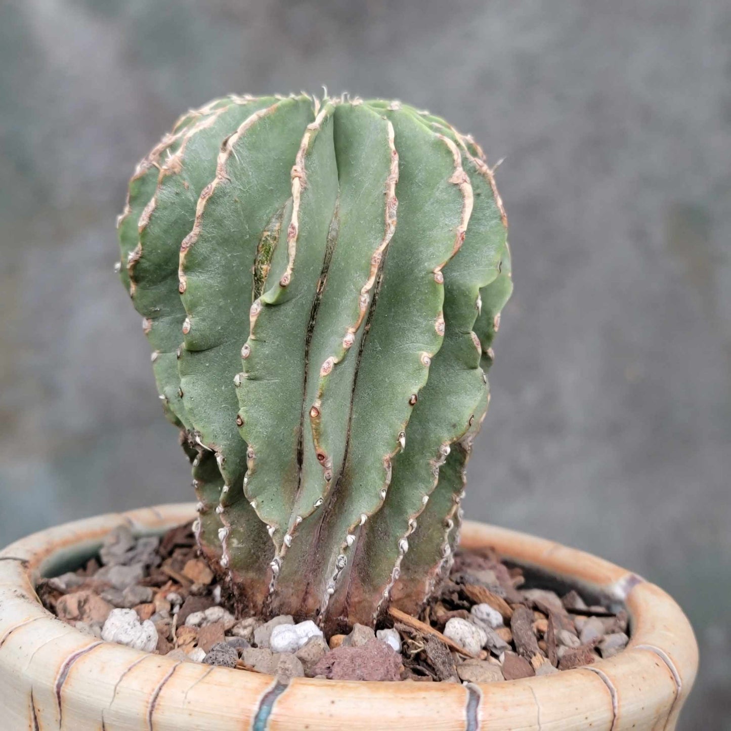 Geohintonia mexicana - Seed Grown - Old