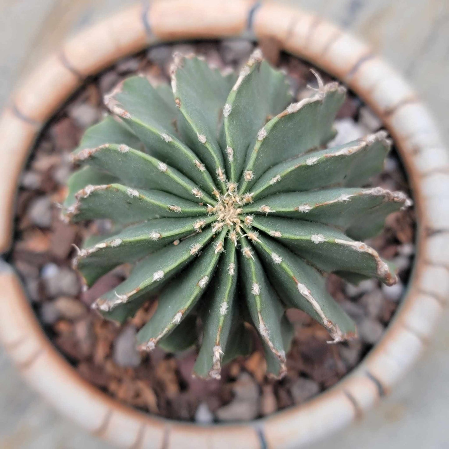 Geohintonia mexicana - Seed Grown - Old