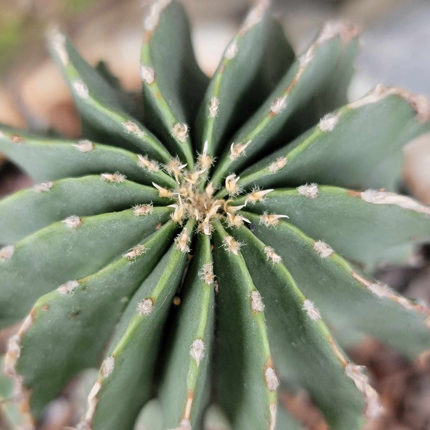 Geohintonia mexicana - Seed Grown - Old