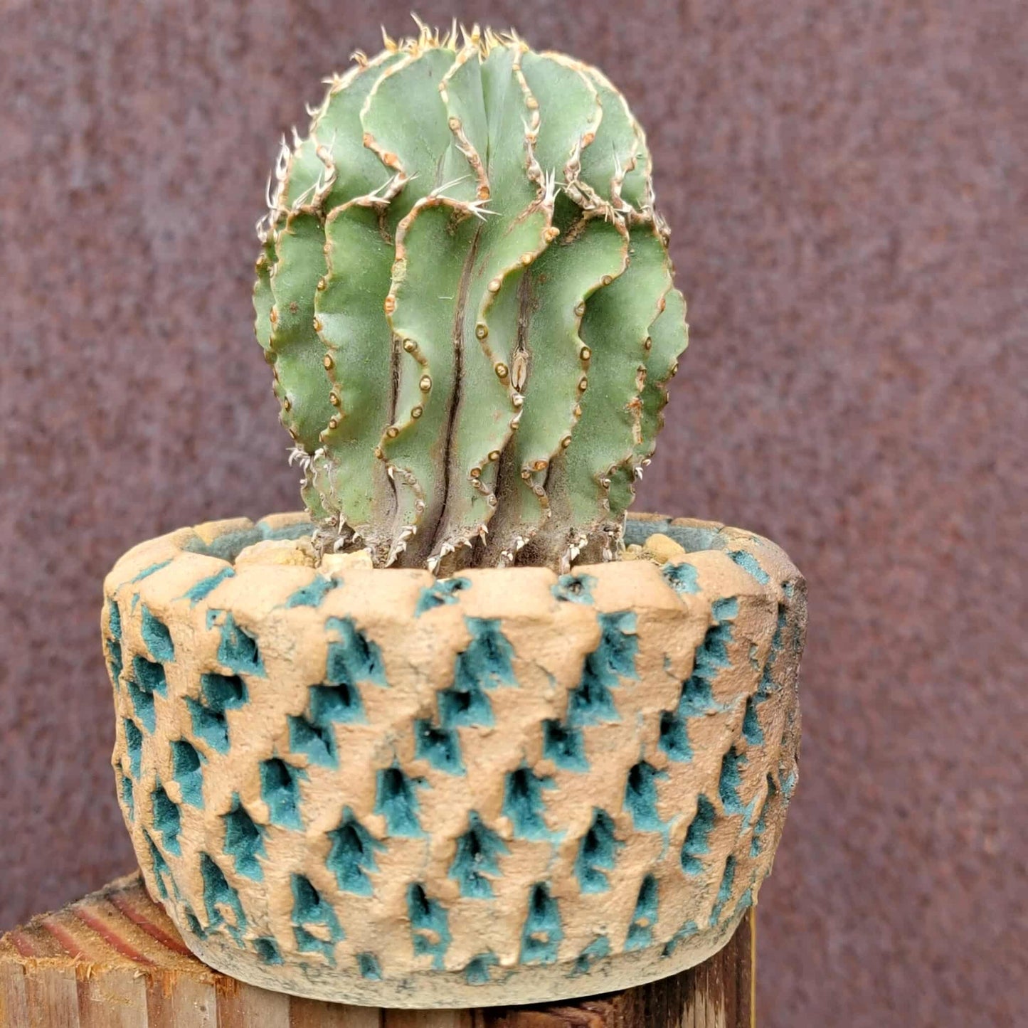 Geohintonia mexicana - Seed Grown - Old