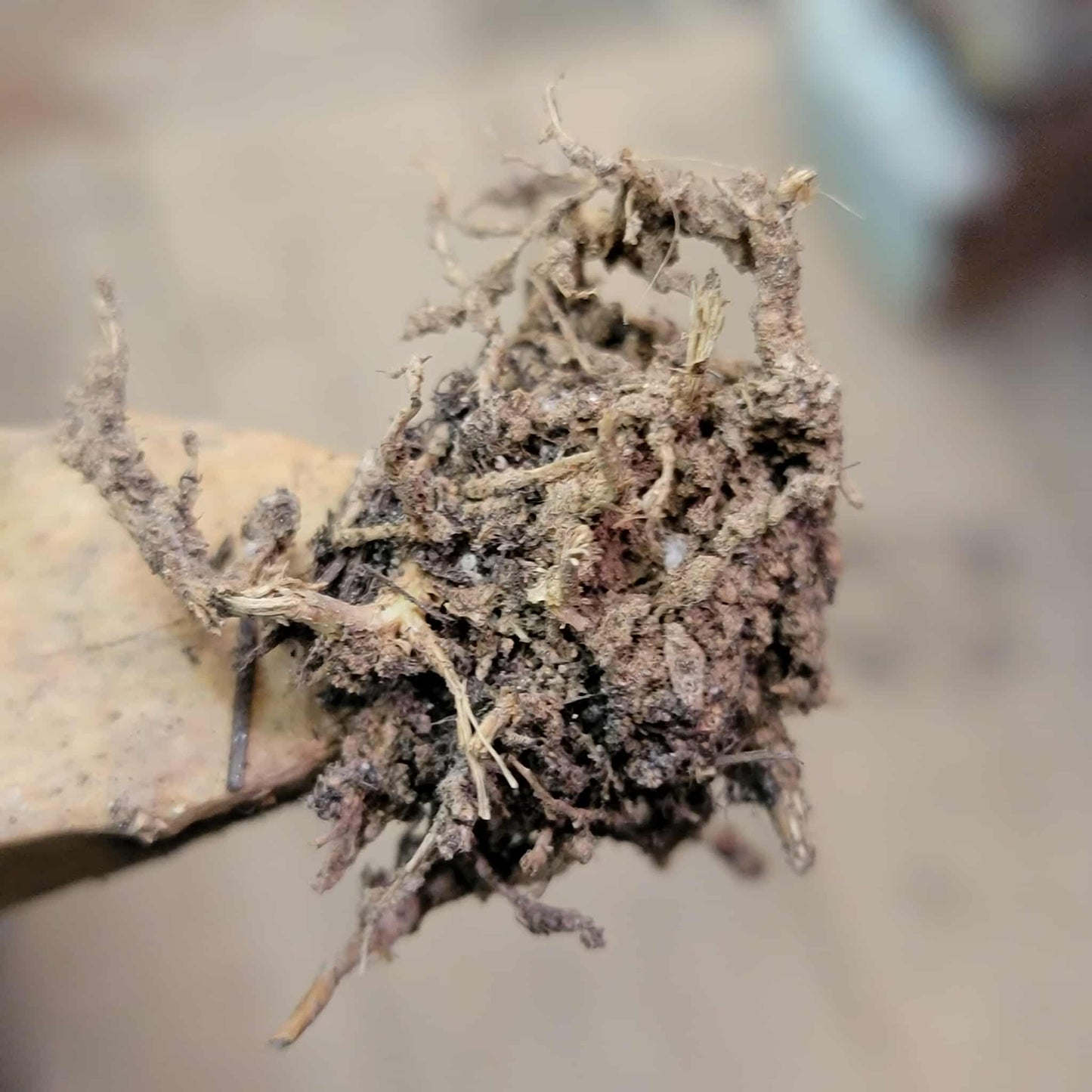 Geohintonia mexicana f. cristata