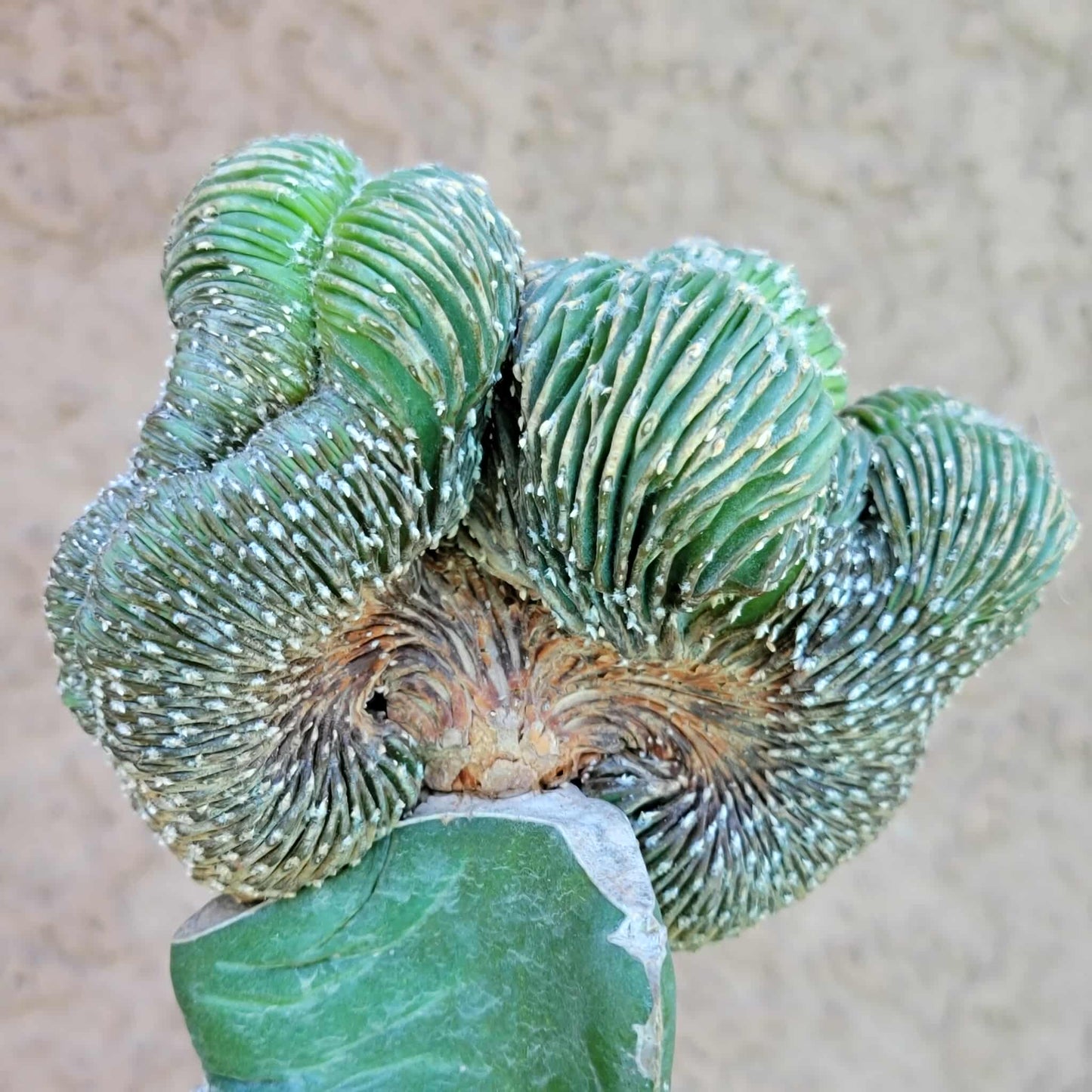 Geohintonia mexicana f. cristata