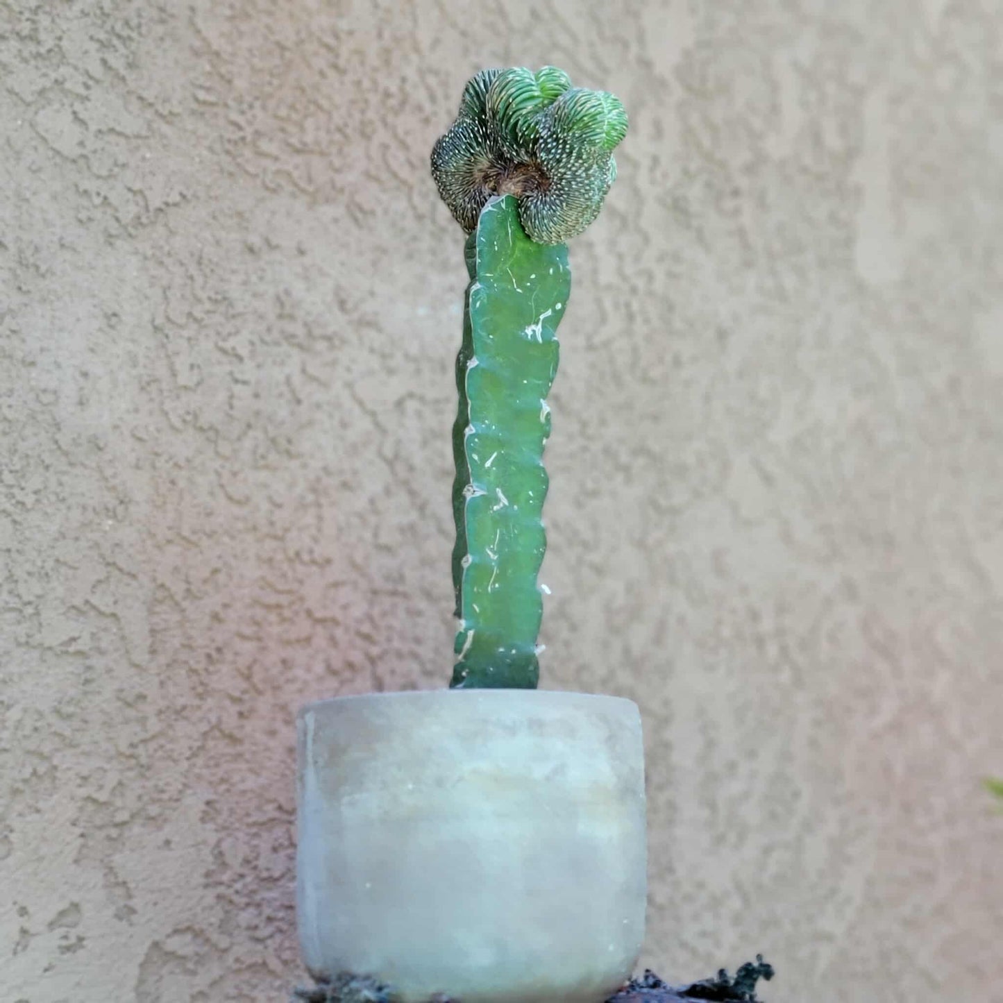 Geohintonia mexicana f. cristata