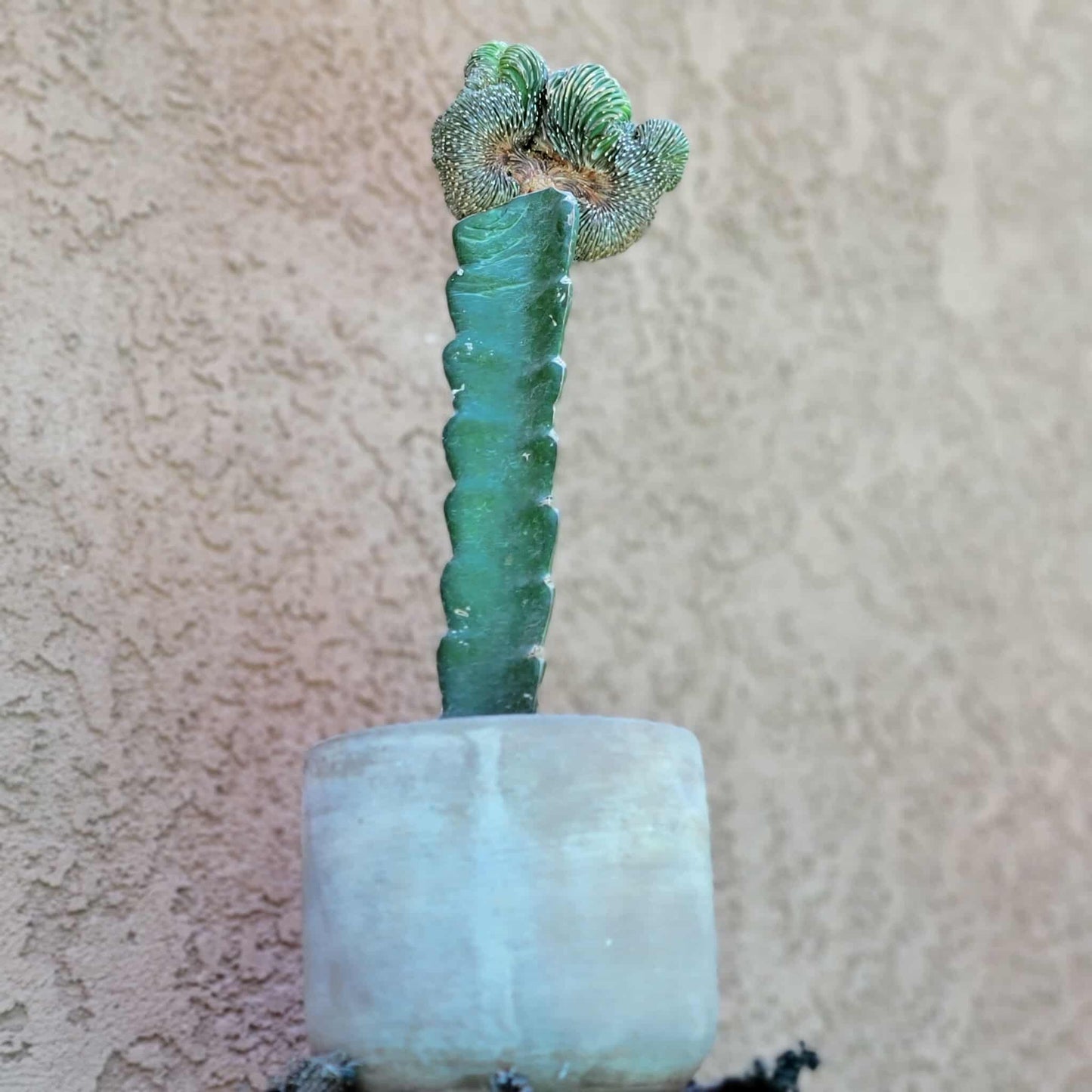 Geohintonia mexicana f. cristata