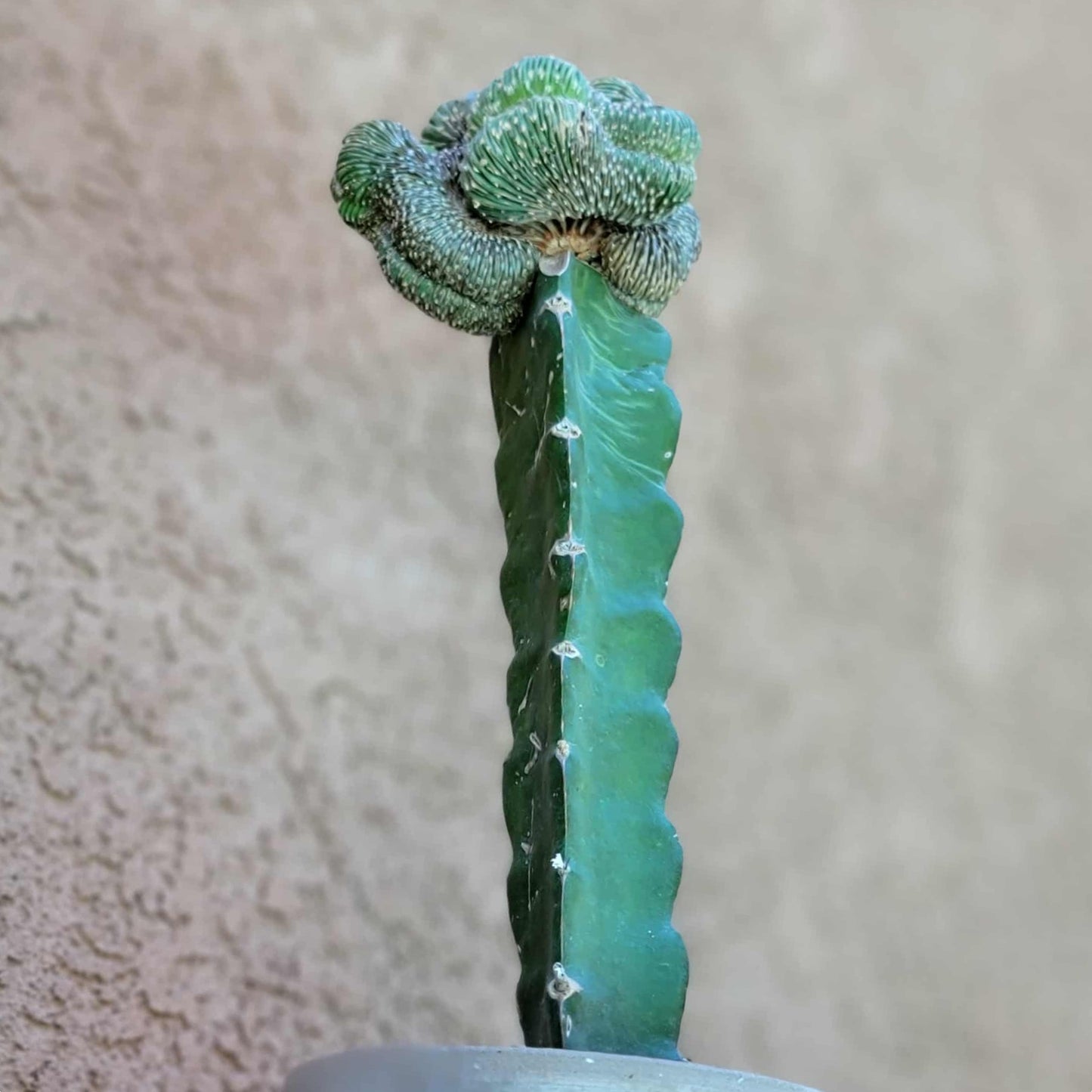 Geohintonia mexicana f. cristata