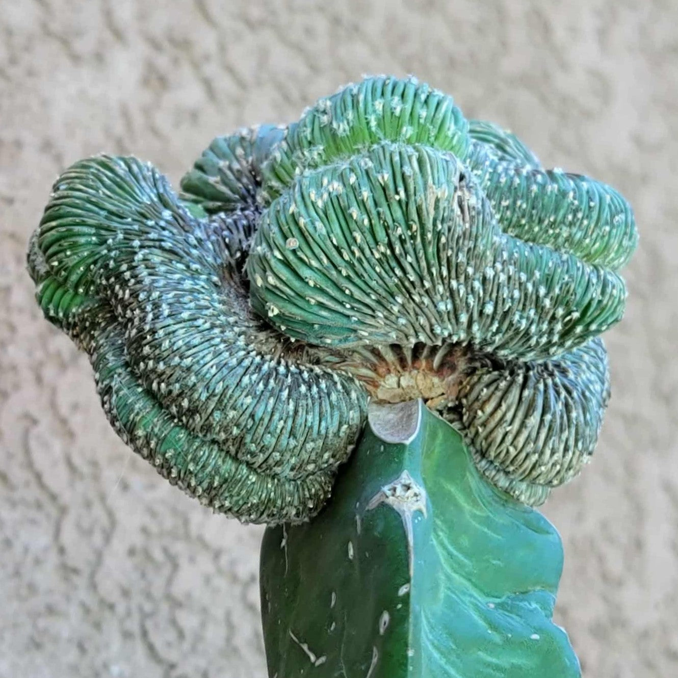 Geohintonia mexicana f. cristata