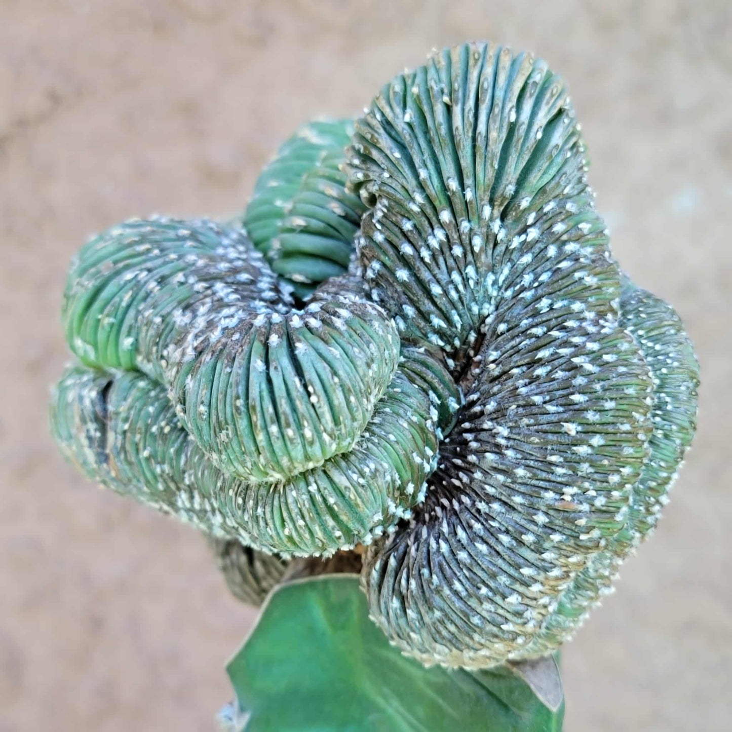Geohintonia mexicana f. cristata