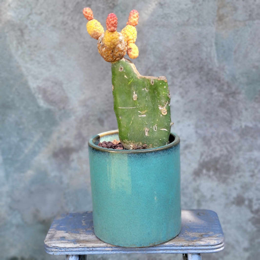 Glazed Terra Cotta Planter - Turquoise