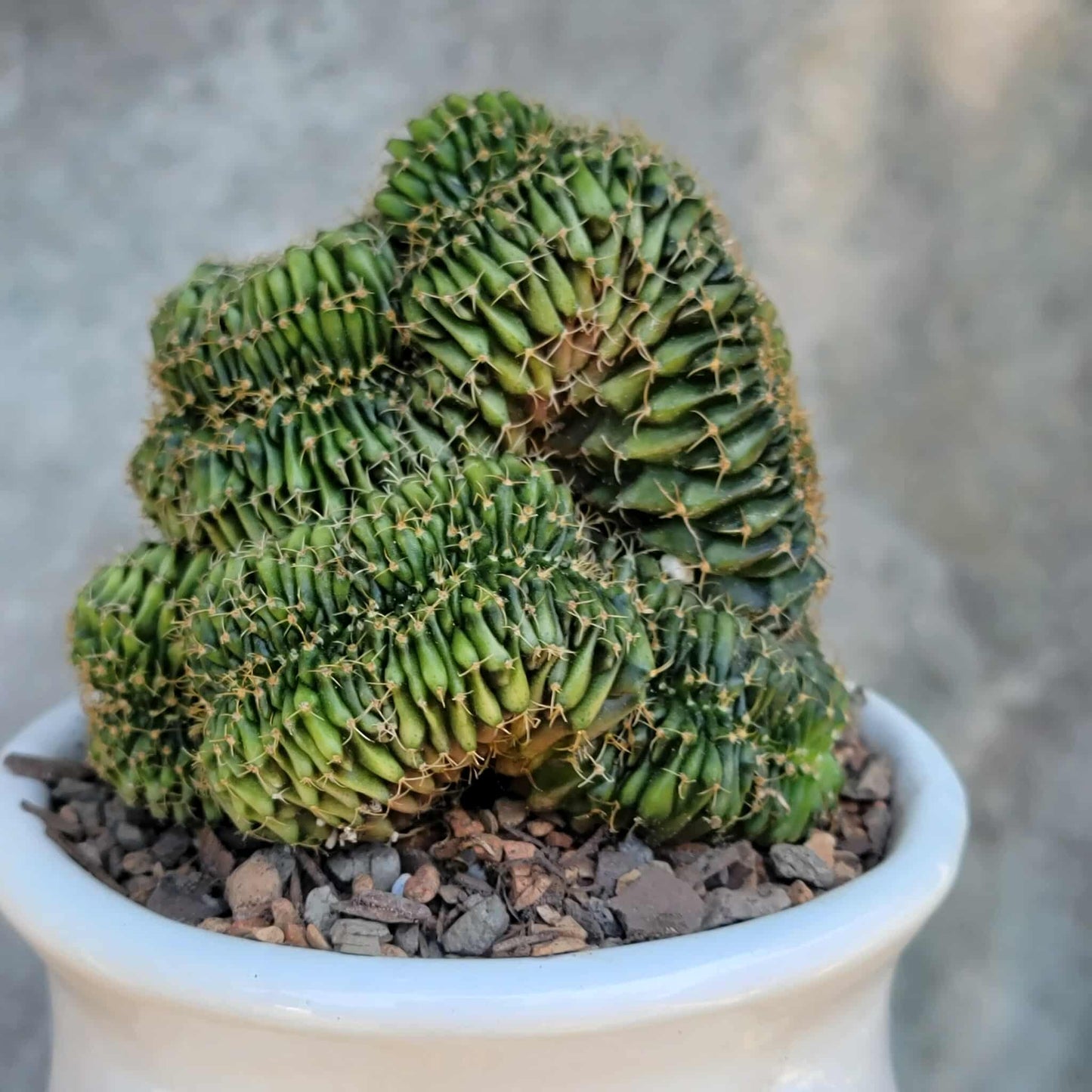 Gymnocalycium Mihanovichii f. cristata variegata
