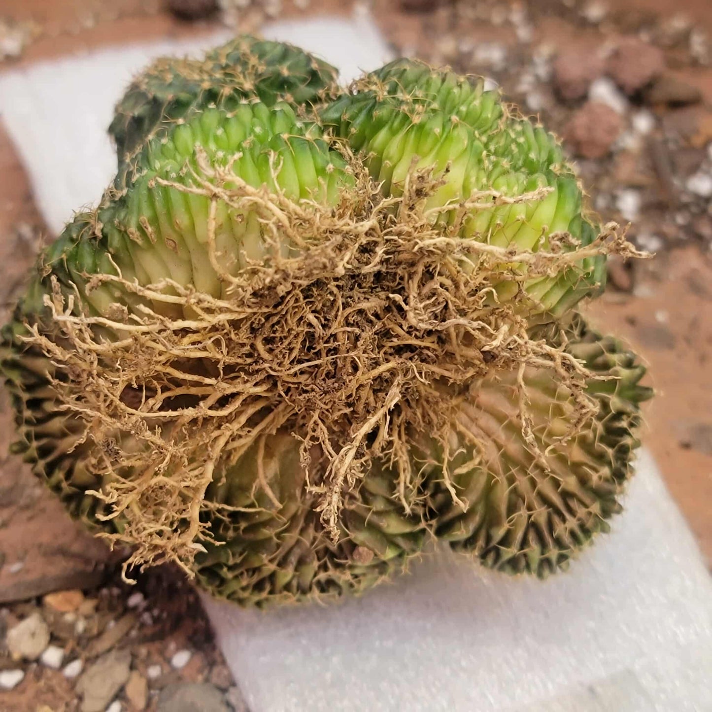 Gymnocalycium Mihanovichii f. cristata variegata