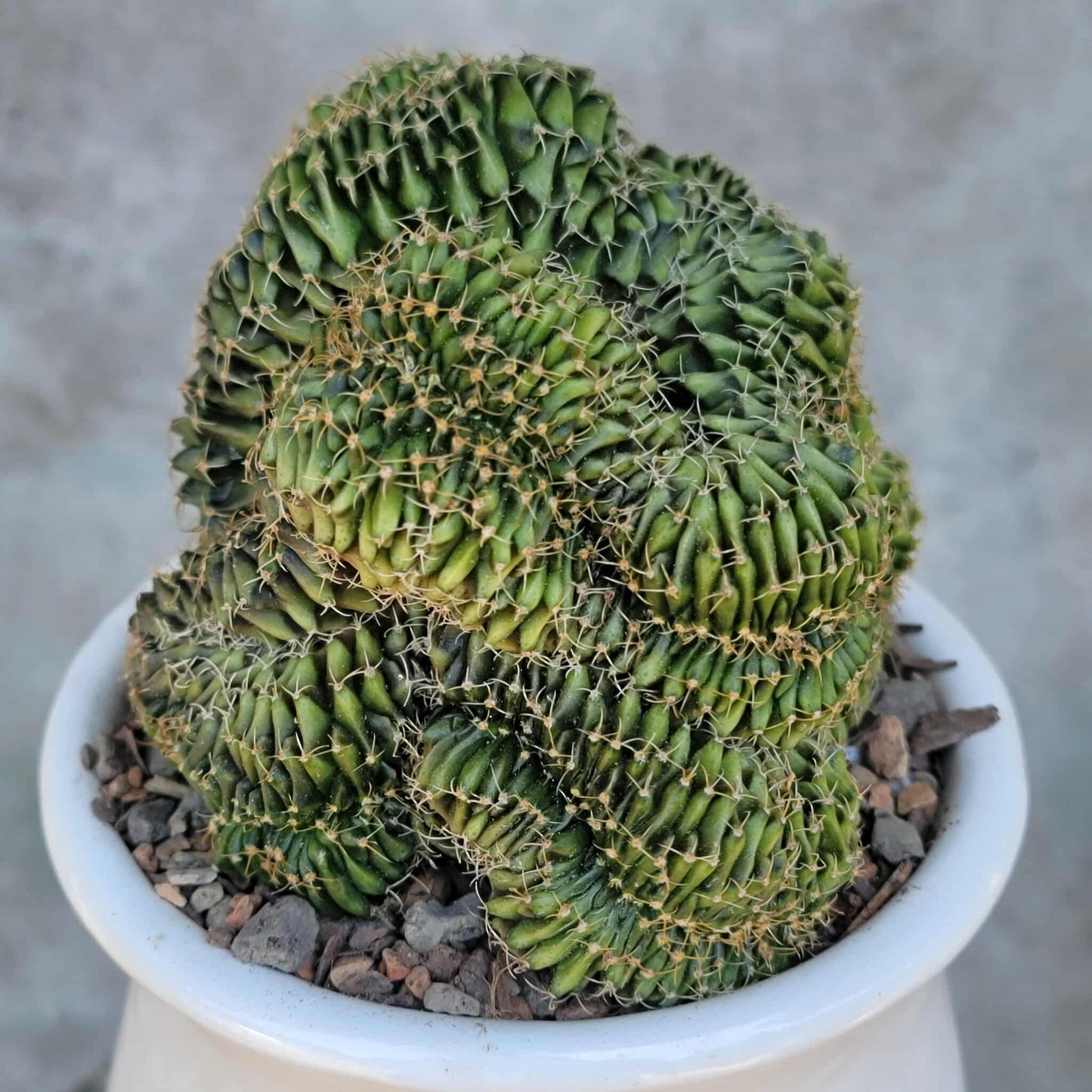 Gymnocalycium Mihanovichii f. cristata variegata