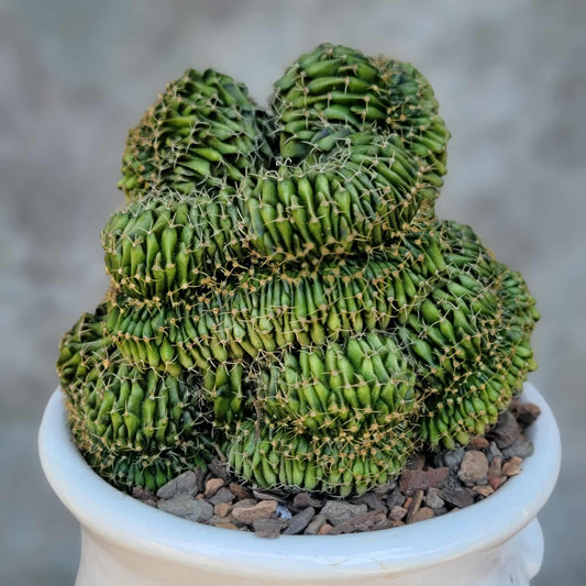 Gymnocalycium Mihanovichii f. cristata variegata