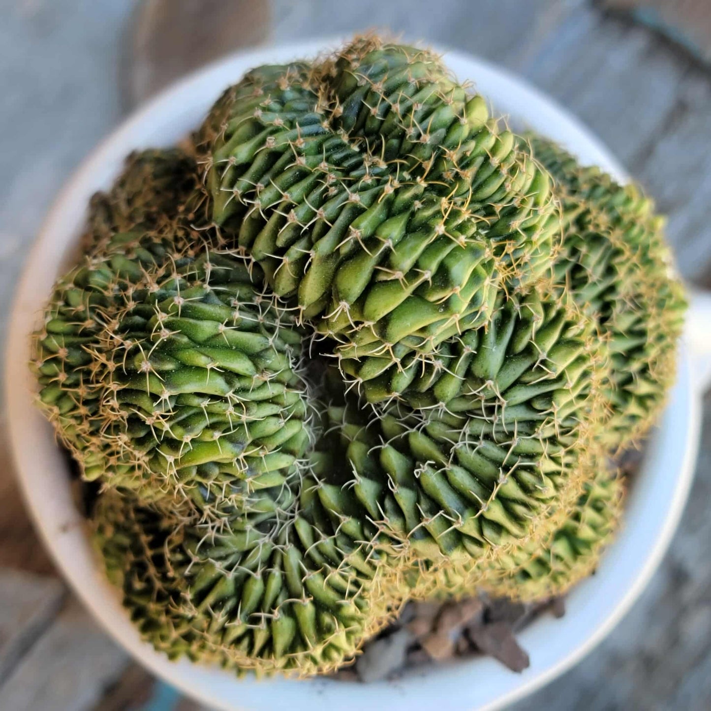 Gymnocalycium Mihanovichii f. cristata variegata