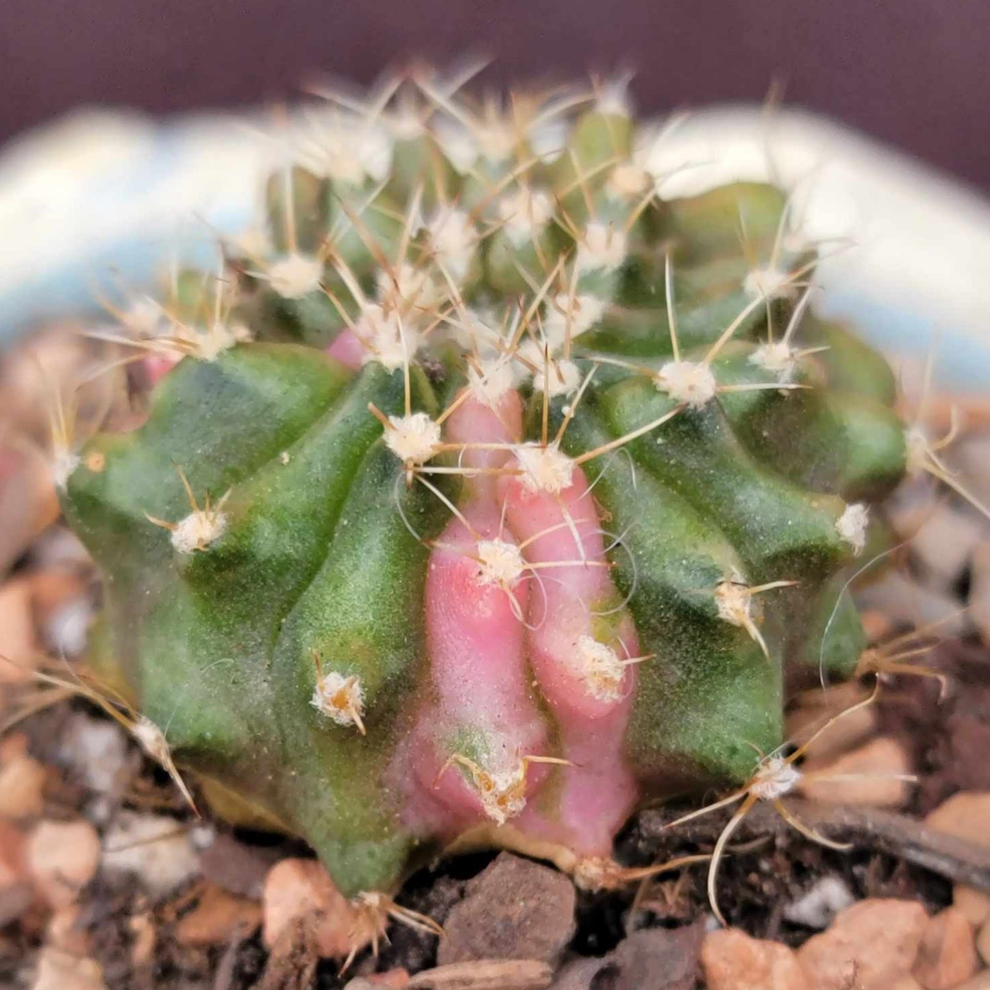 Gymnocalycium Mihanovichii monstrose cristata variegata