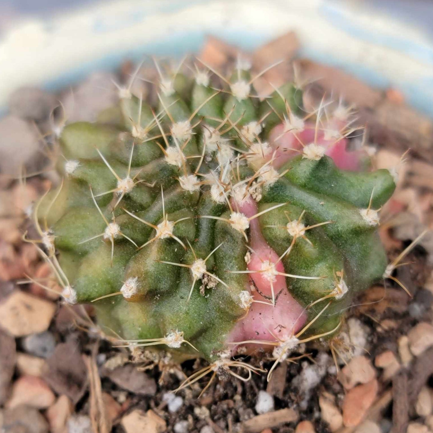 Gymnocalycium Mihanovichii monstrose cristata variegata