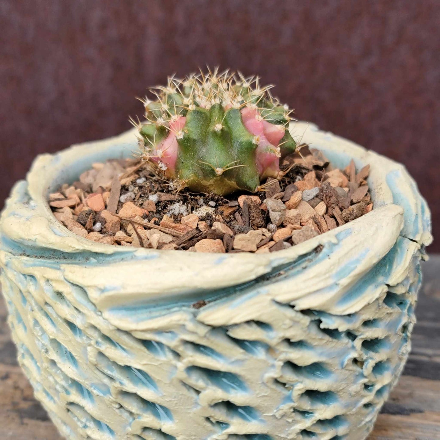 Gymnocalycium Mihanovichii monstrose cristata variegata