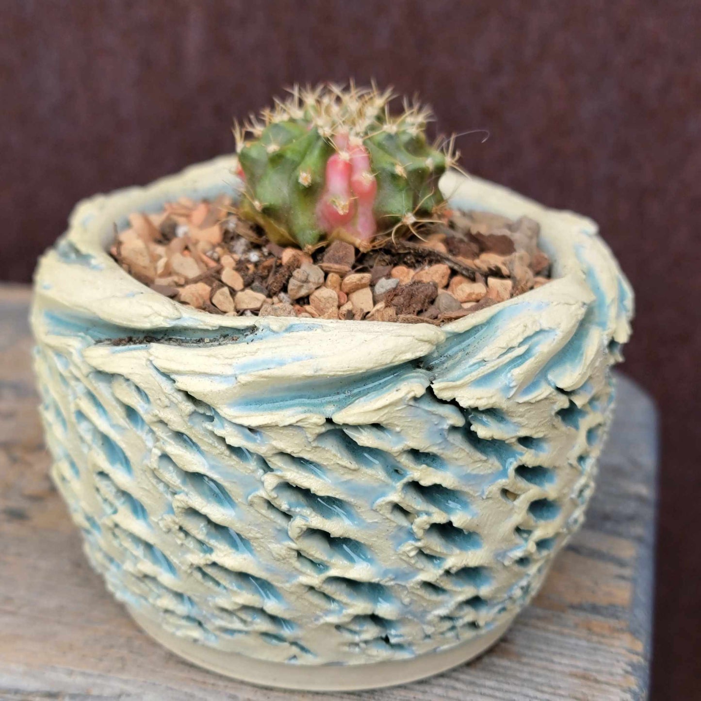 Gymnocalycium Mihanovichii monstrose cristata variegata