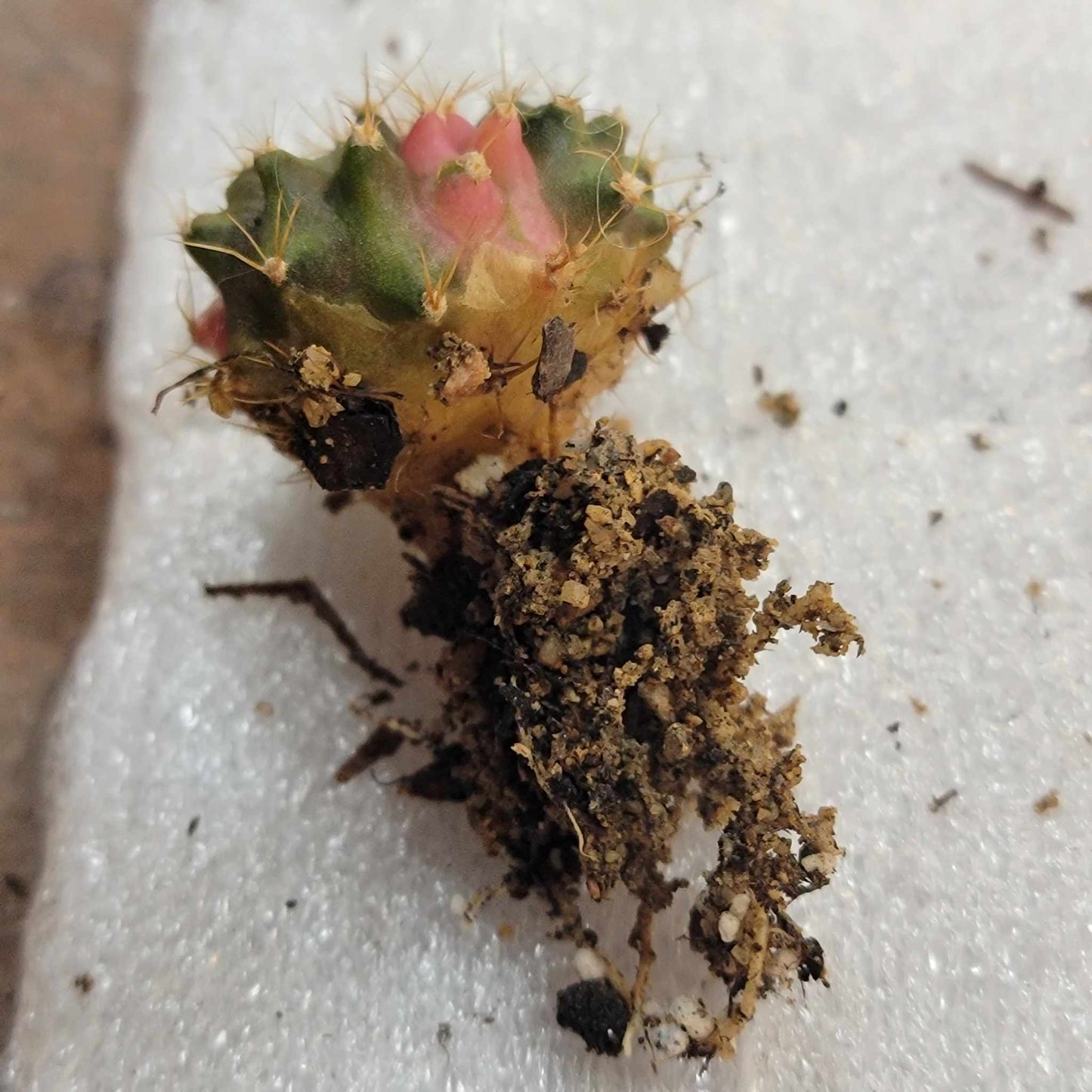 Gymnocalycium Mihanovichii monstrose cristata variegata